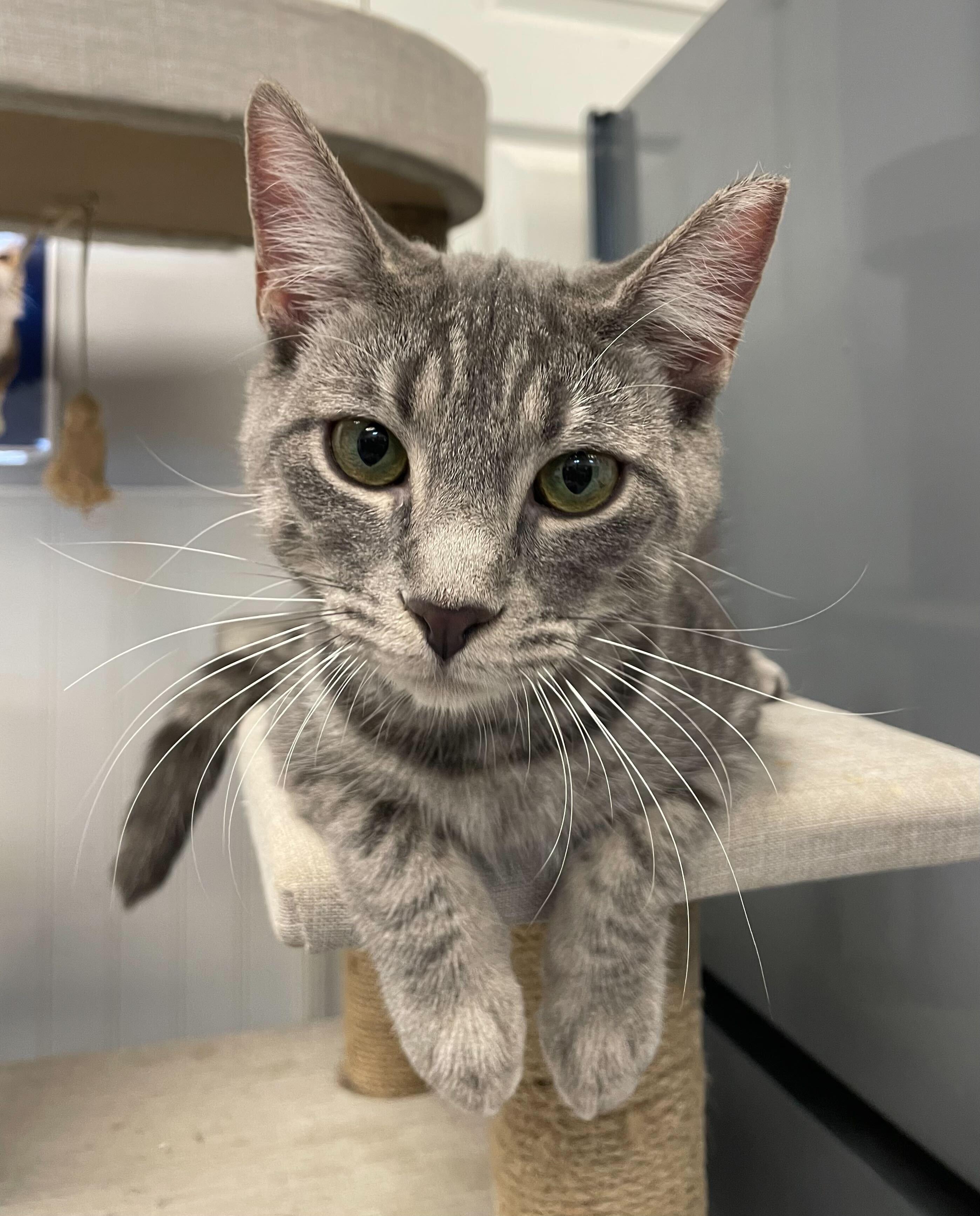 Enlarge Potion, a Adopted Domestic Short Hair in Queenstown, MD image 6/6