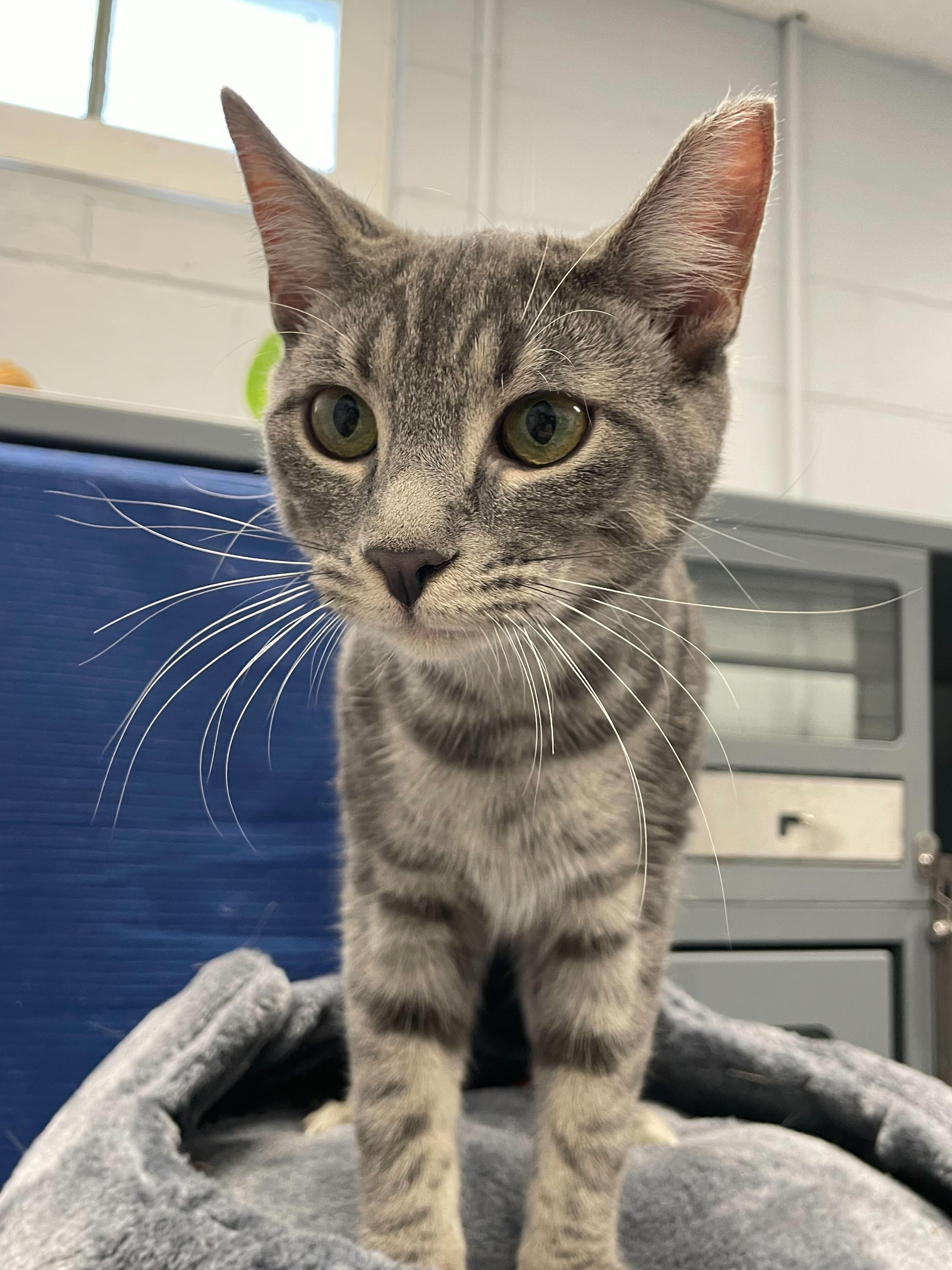 Enlarge Potion, a Adopted Domestic Short Hair in Queenstown, MD image 3/6