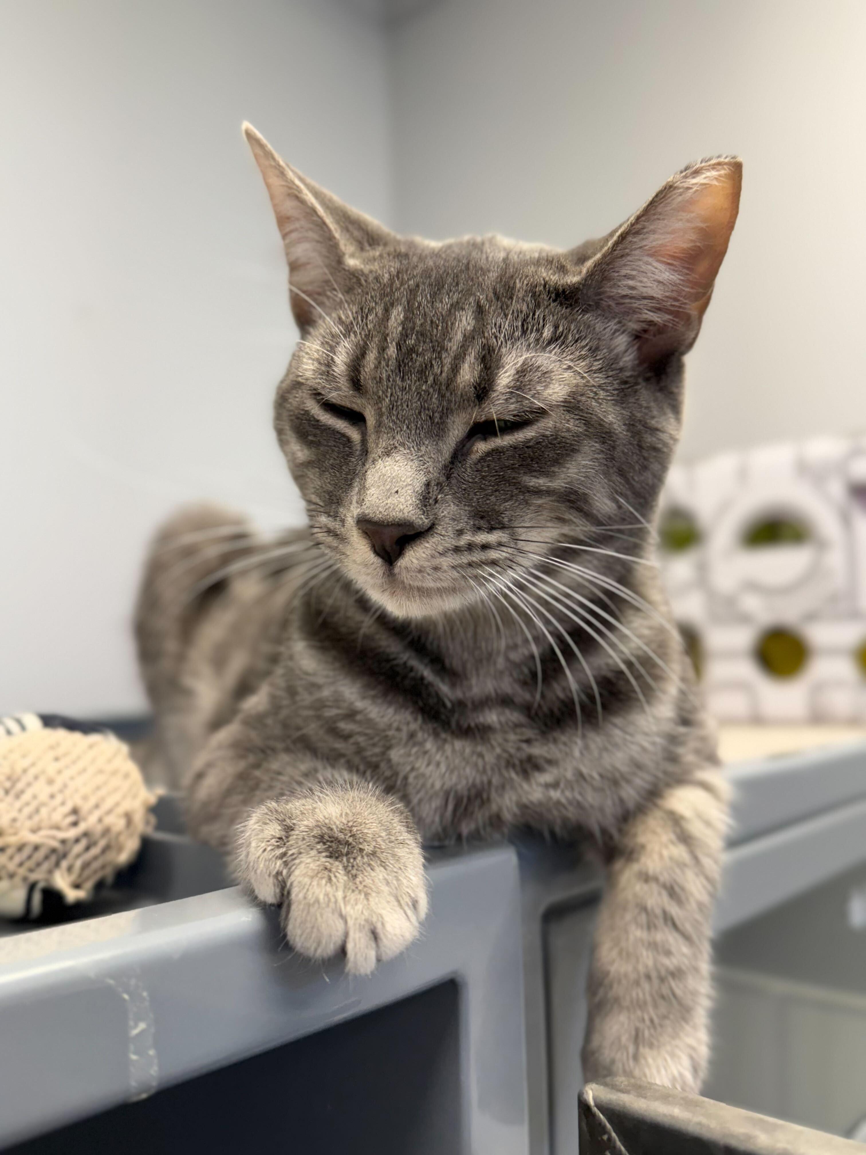 Enlarge Potion, a Adopted Domestic Short Hair in Queenstown, MD image 5/6