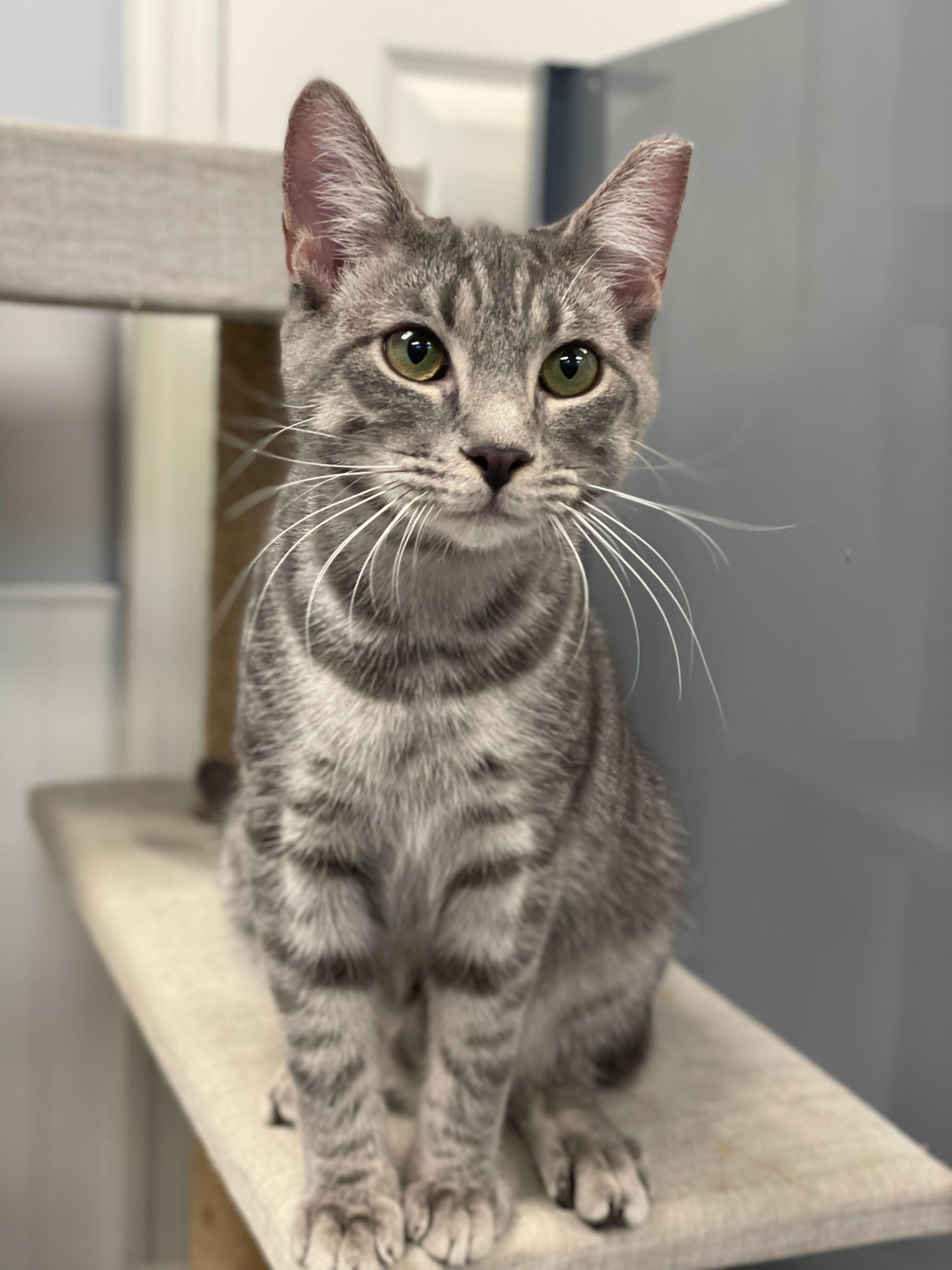 Enlarge Potion, a Adopted Domestic Short Hair in Queenstown, MD image 1/6