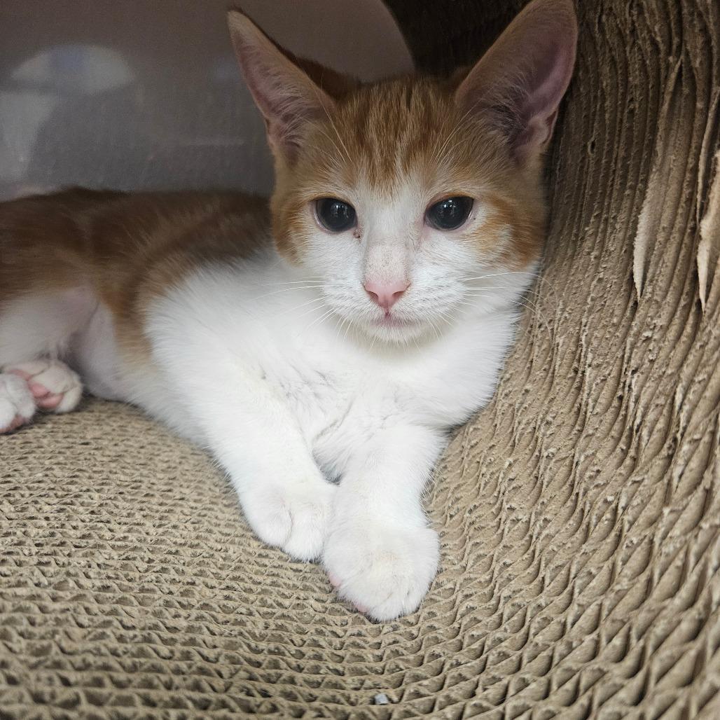 Gina, Adoptable, Kitten Female Domestic Short Hair.