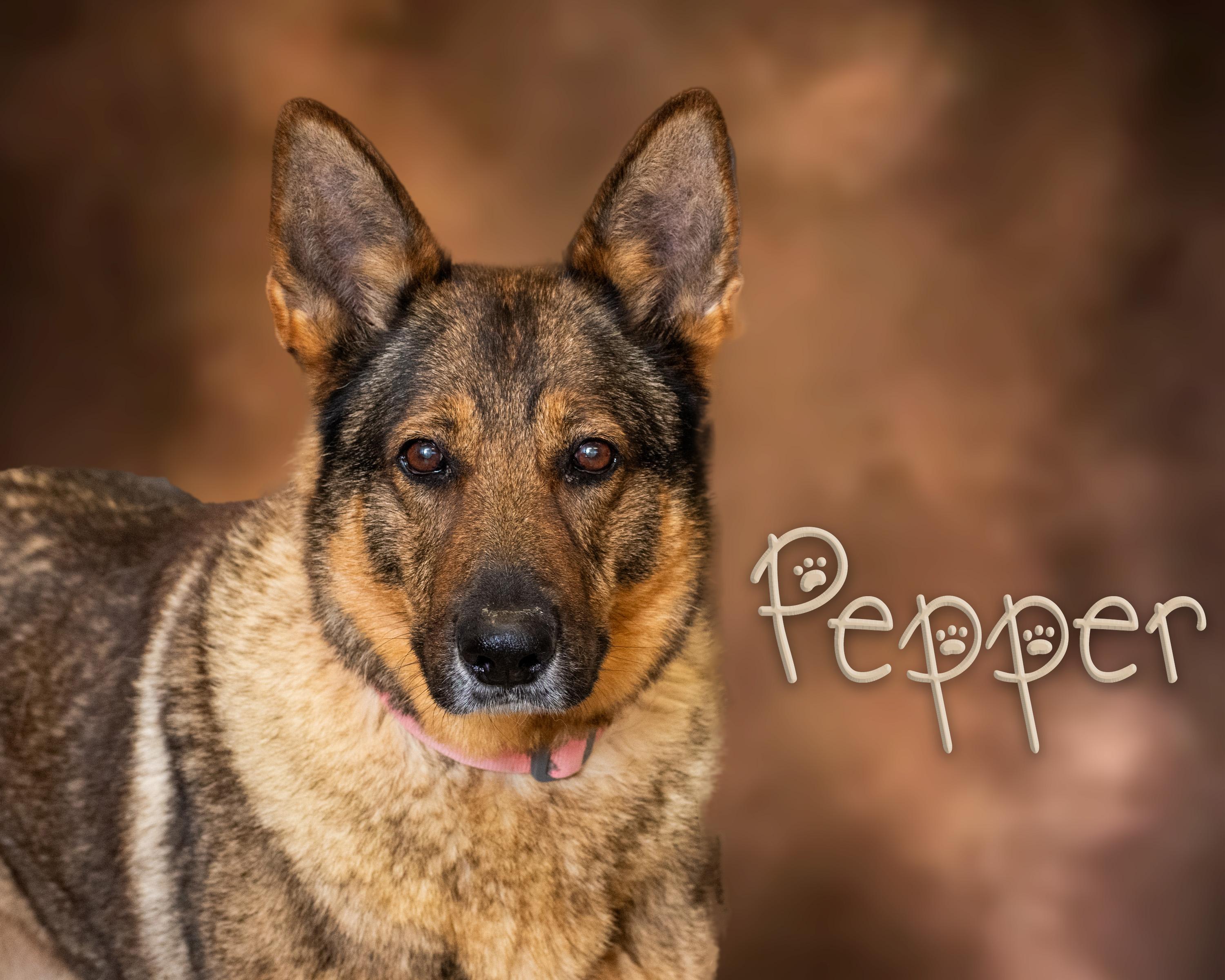 Enlarge Pepper, a Adoptable German Shepherd Dog in Somerset, PA image 1/1