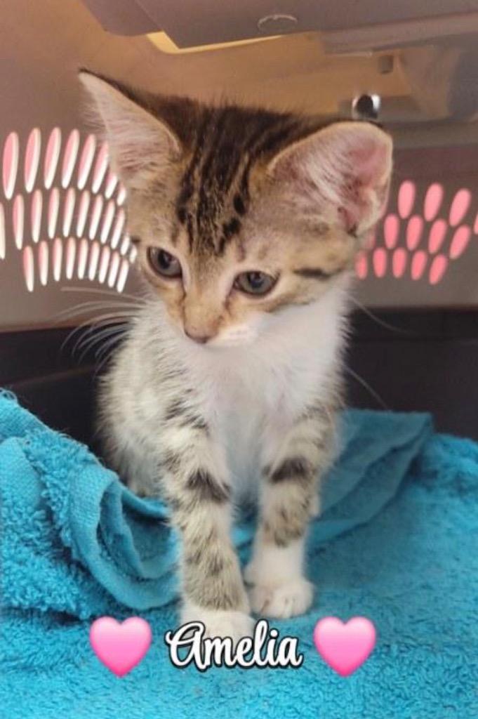 Amelia, Adoptable, Kitten Female Domestic Short Hair.