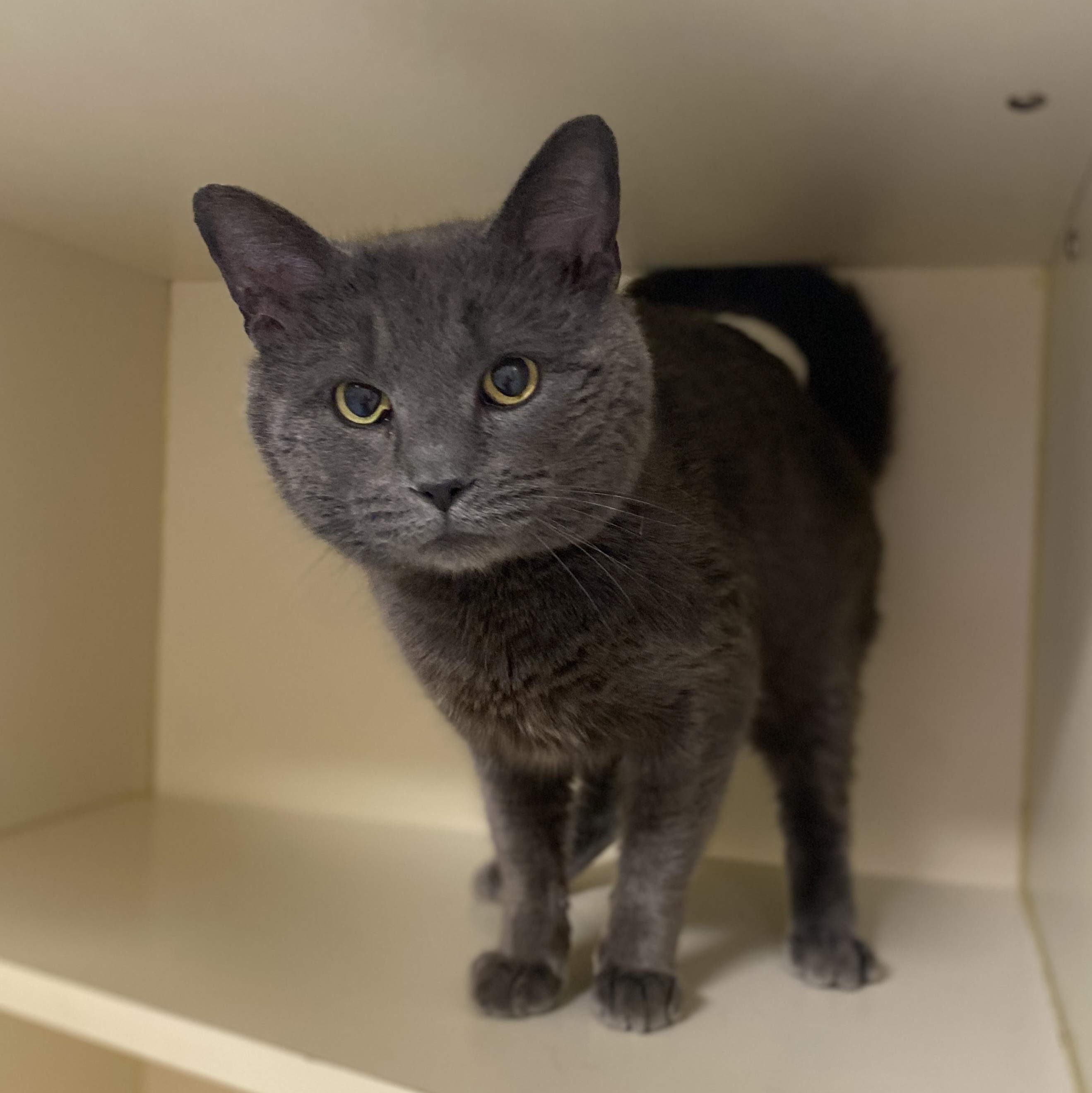 Enlarge Donkey Kong, an adoptable Domestic Short Hair in Elyria, OH image 5/5