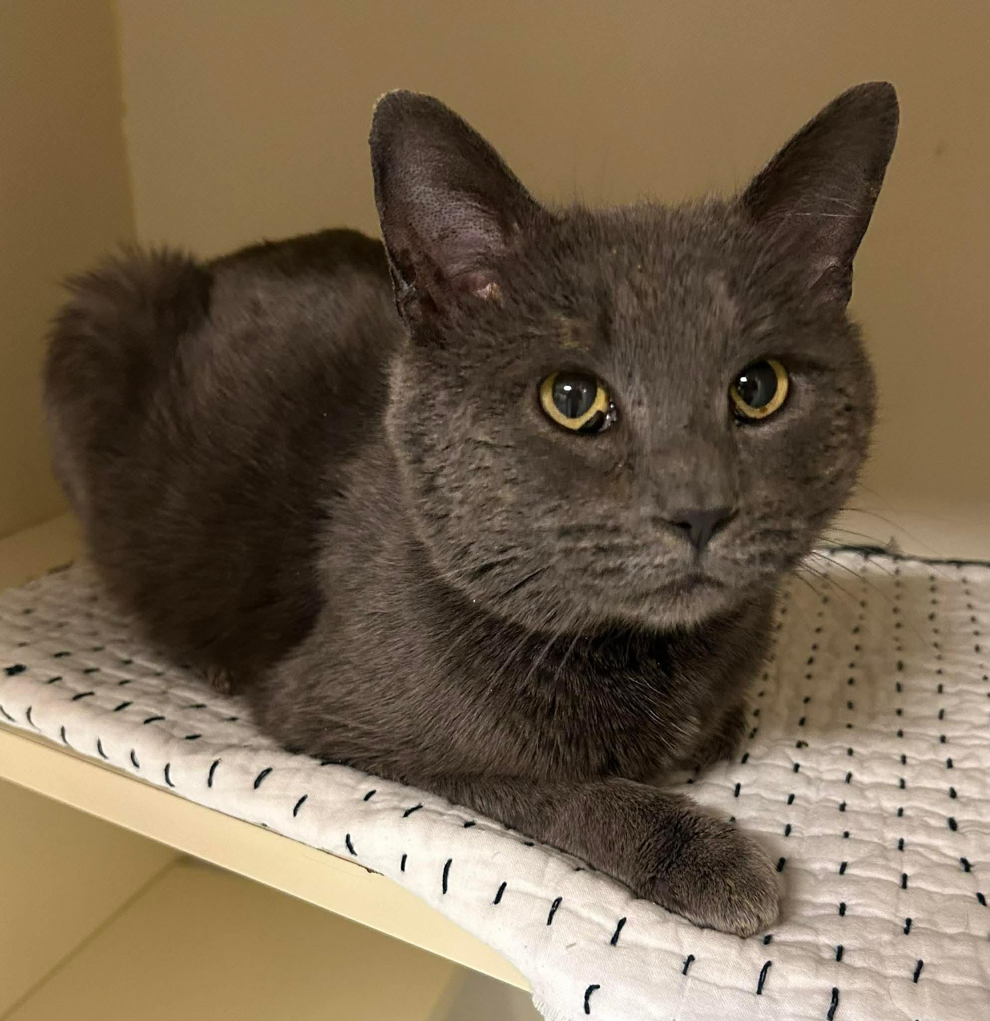 Enlarge Donkey Kong, an adoptable Domestic Short Hair in Elyria, OH image 3/5