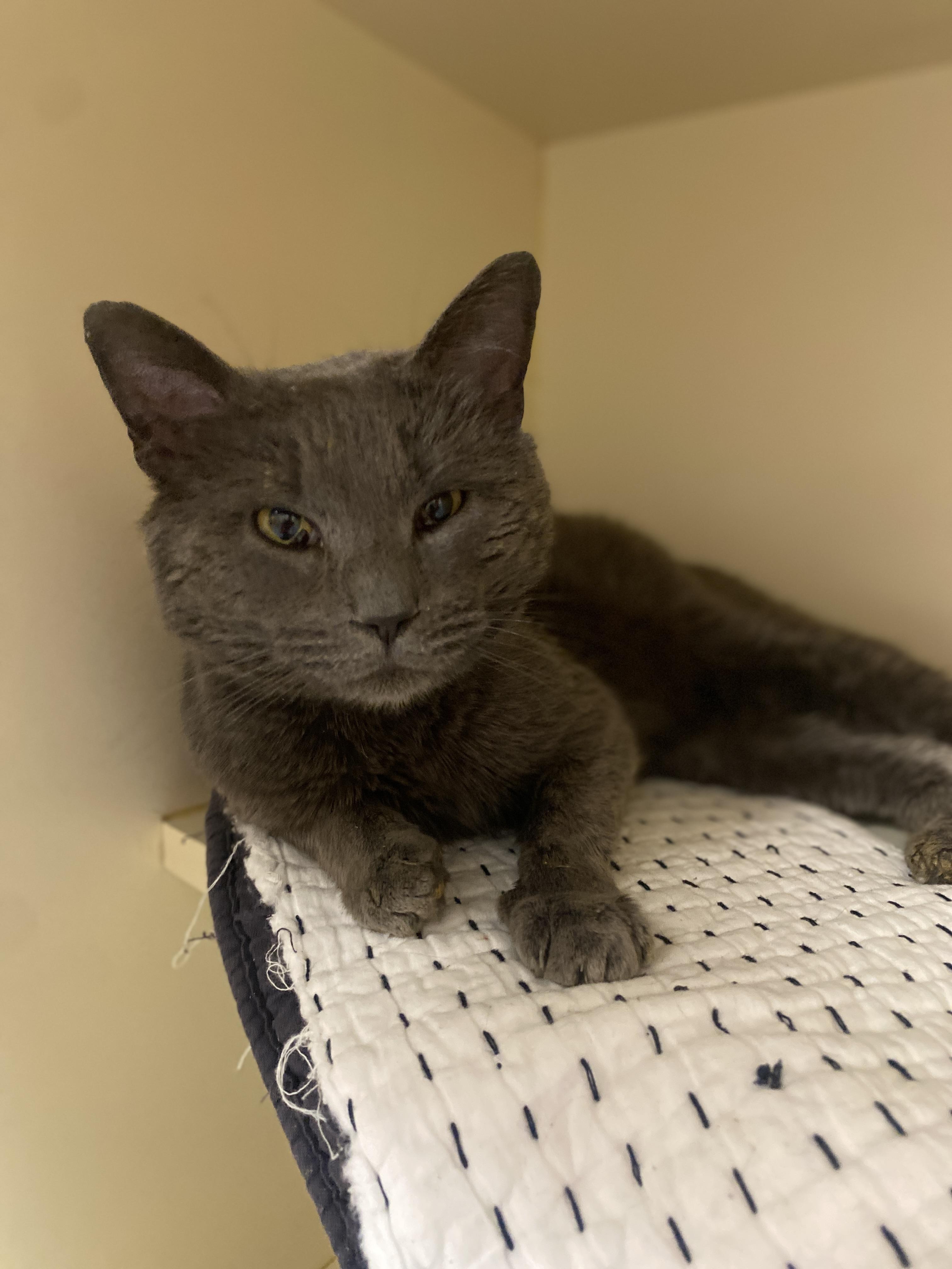 Enlarge Donkey Kong, an adoptable Domestic Short Hair in Elyria, OH image 4/5