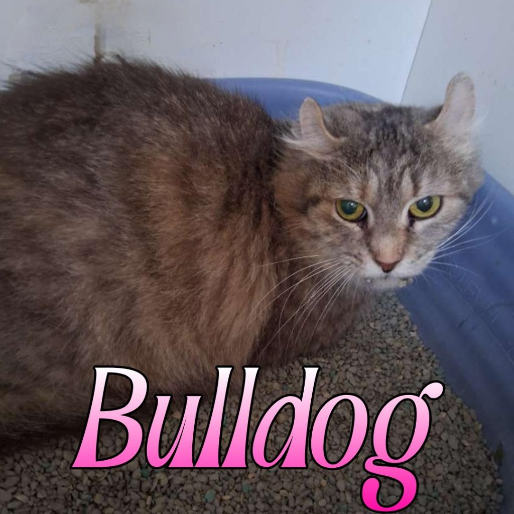 Enlarge Bulldog, a Adoptable mixed breed in Hillsboro, OH image 1/2