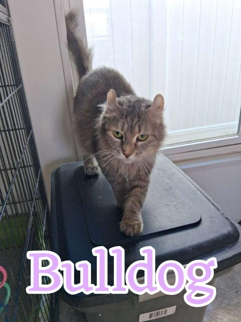 Enlarge Bulldog, a Adoptable mixed breed in Hillsboro, OH image 2/3