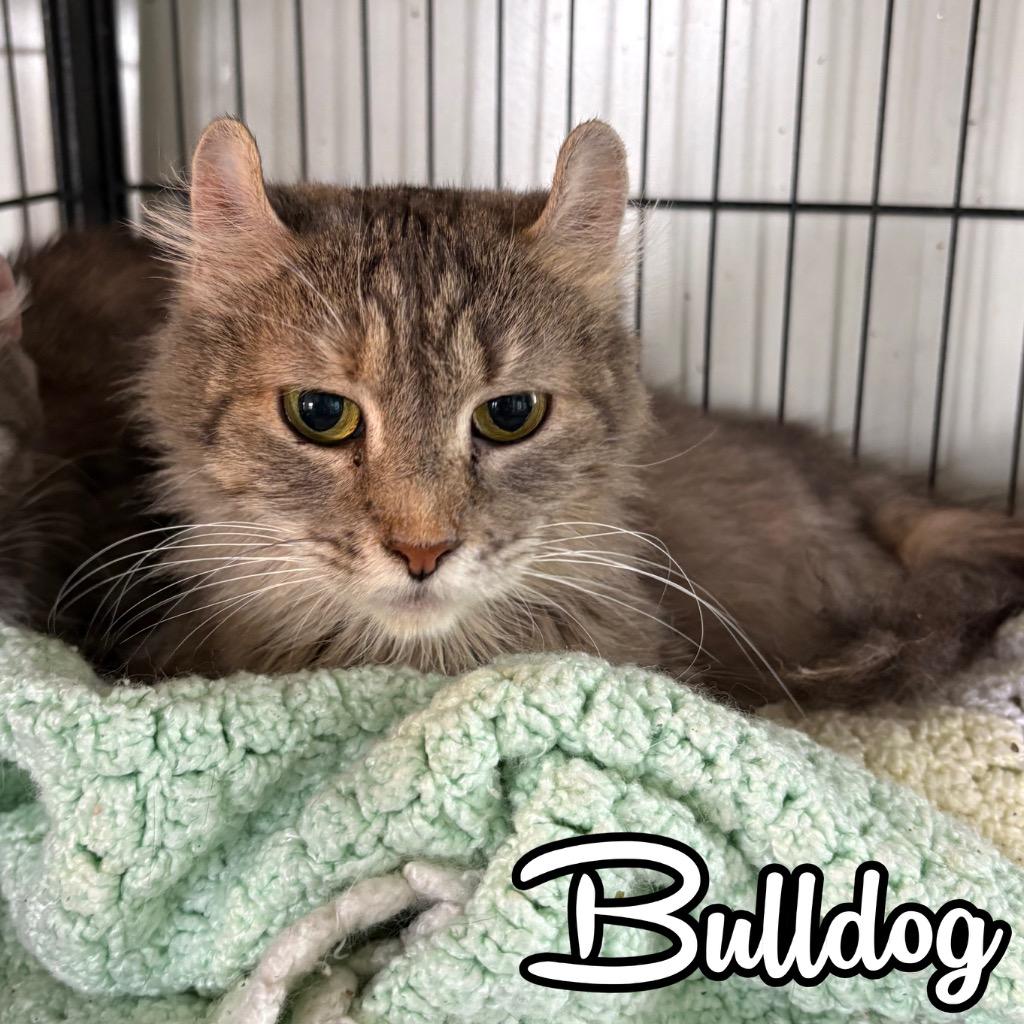 Enlarge Bulldog, a Adoptable mixed breed in Hillsboro, OH image 2/2