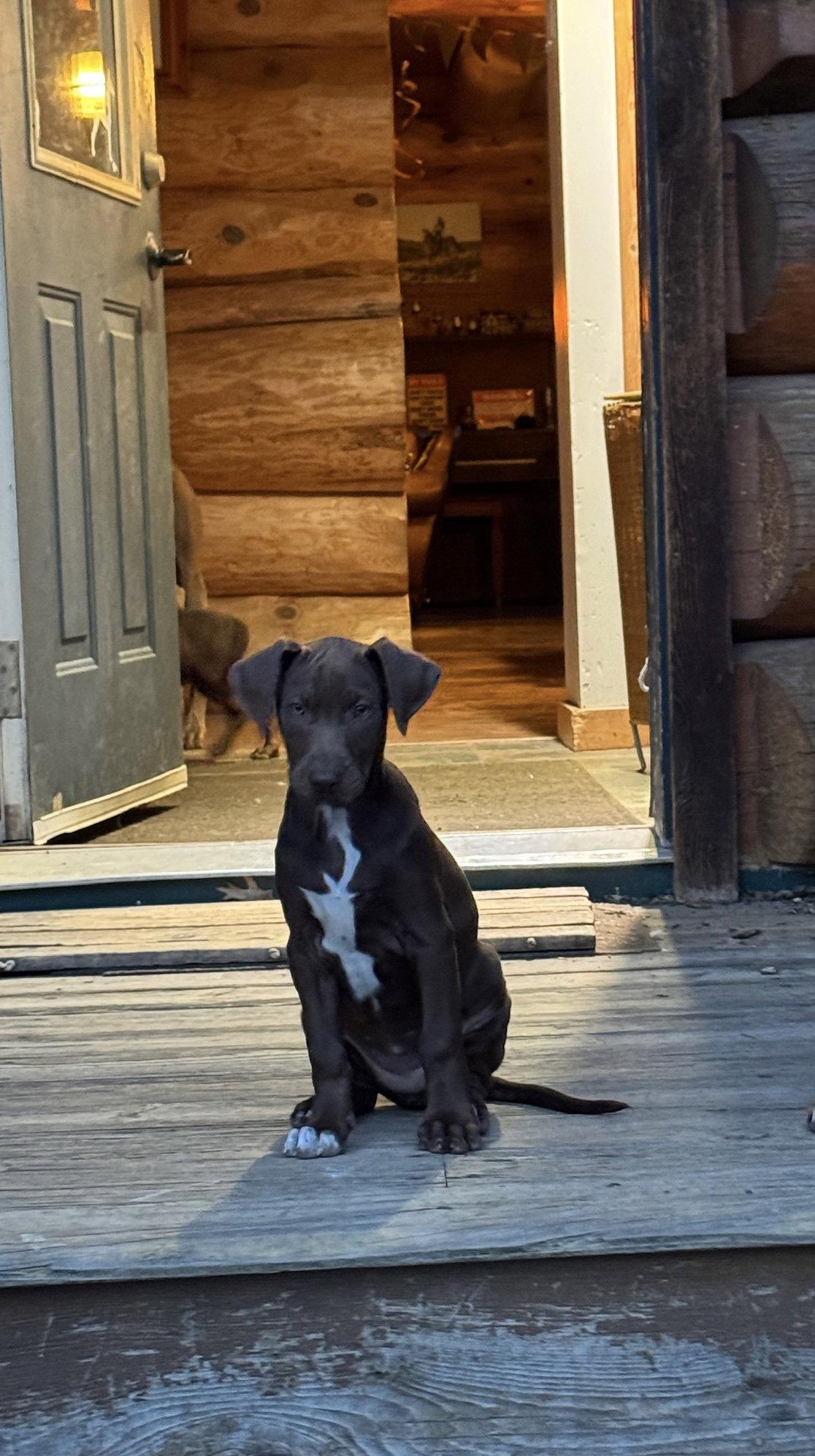 Peaches, a Adoptable Doberman Pinscher in Minneapolis, MN image 1/3