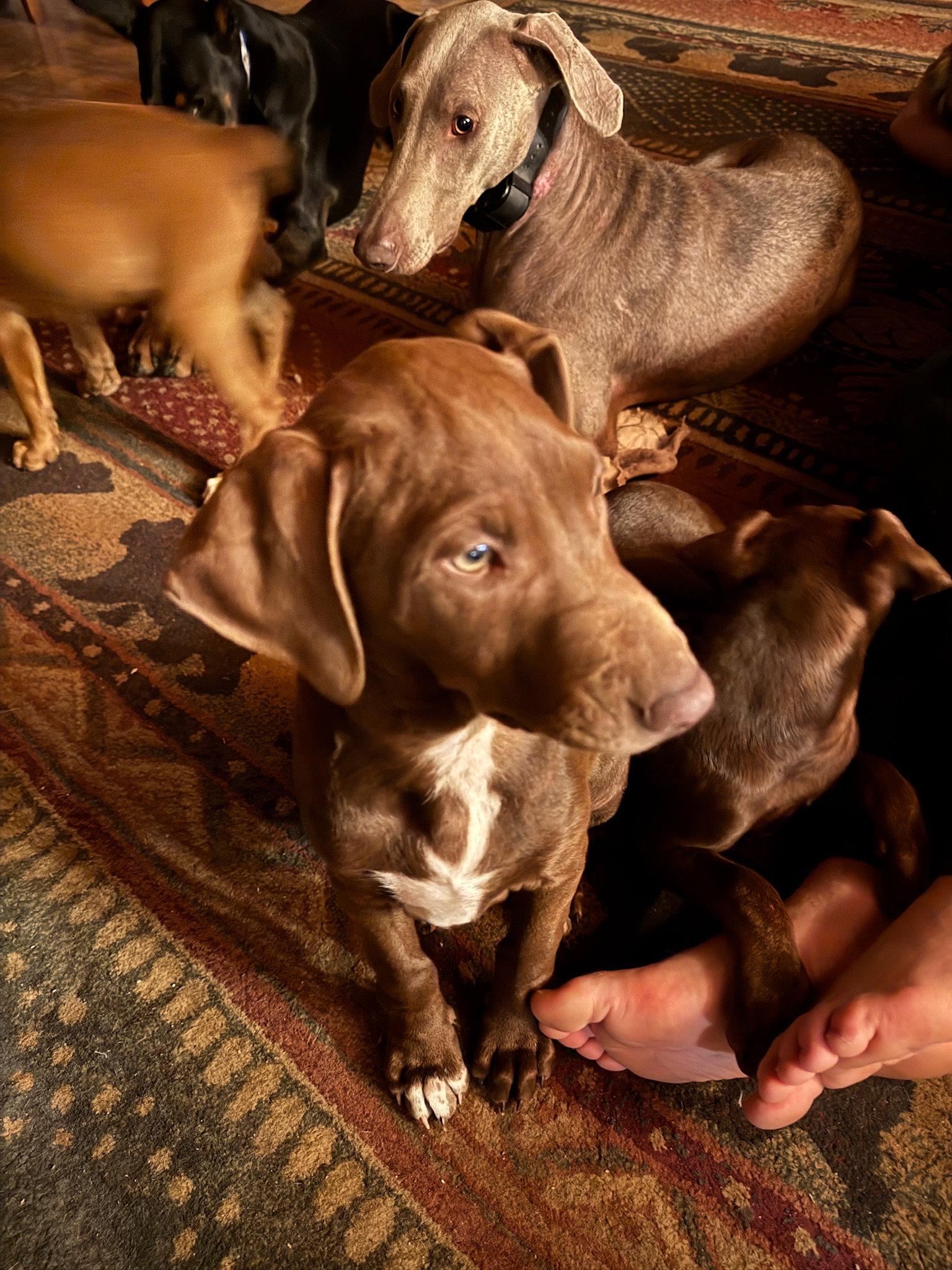 Peaches, a Adoptable Doberman Pinscher in Minneapolis, MN image 2/3