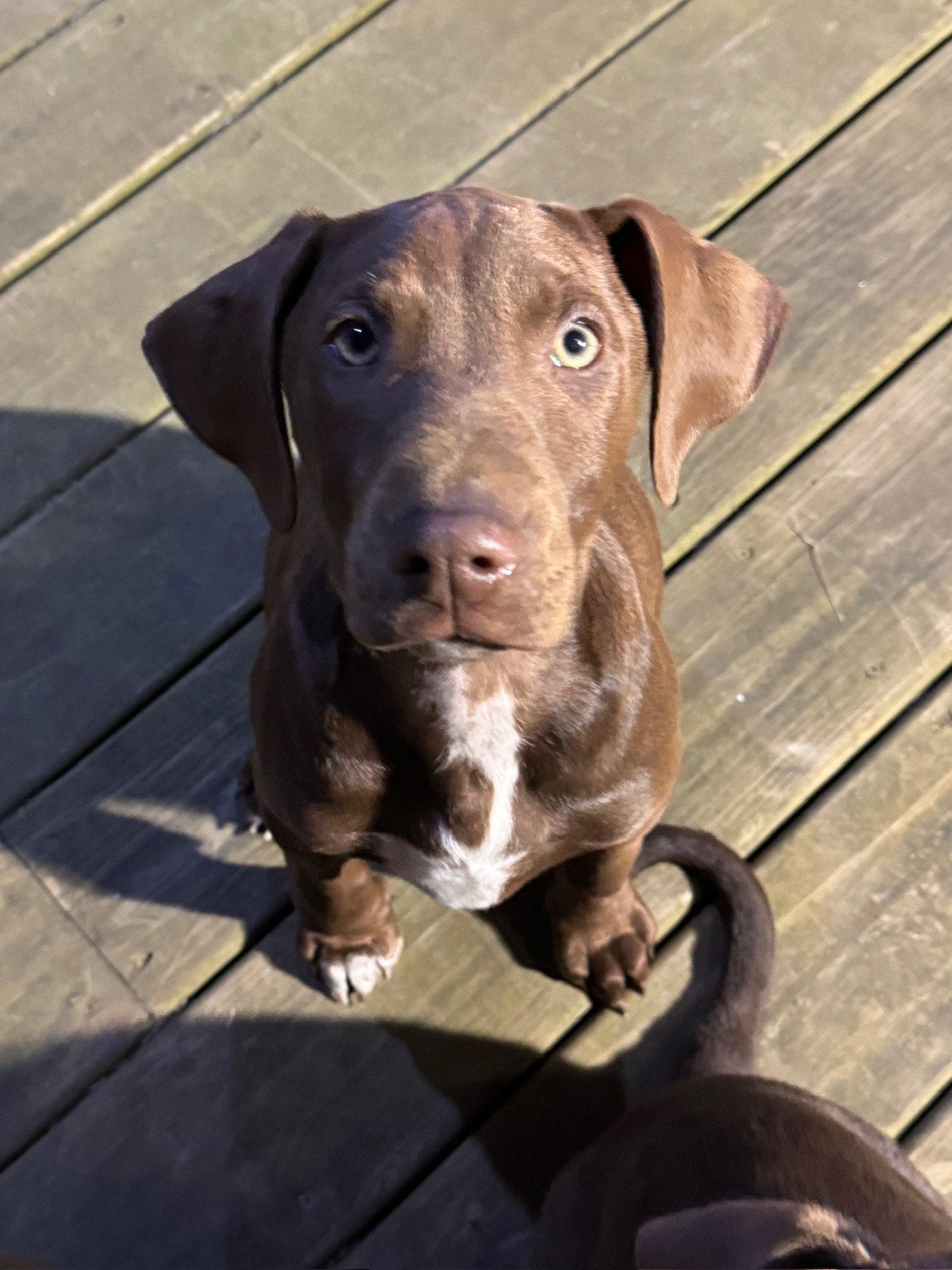 Peaches, a Adoptable Doberman Pinscher in Minneapolis, MN image 3/3