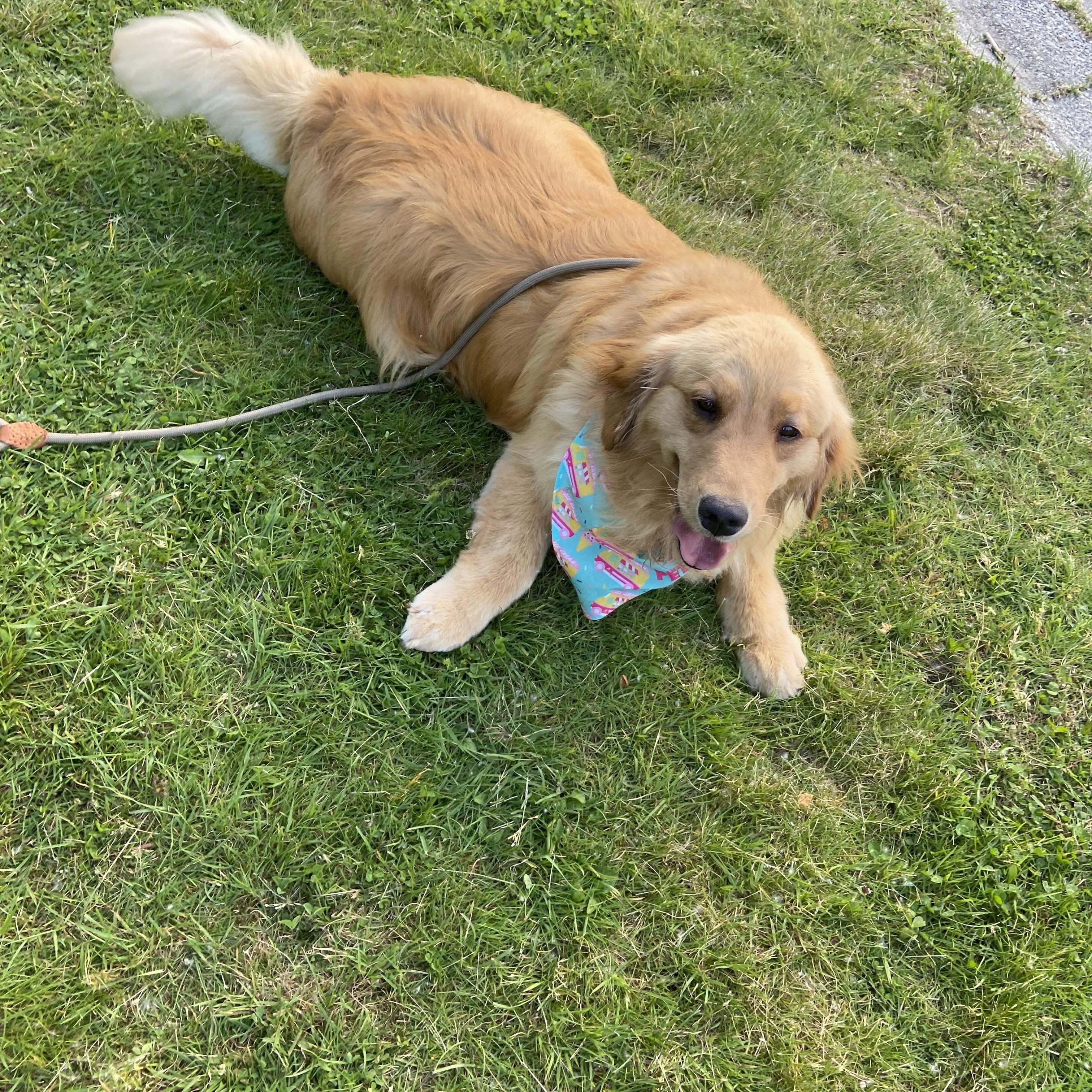 Sheila, Adopted, Adult Female Golden Retriever.