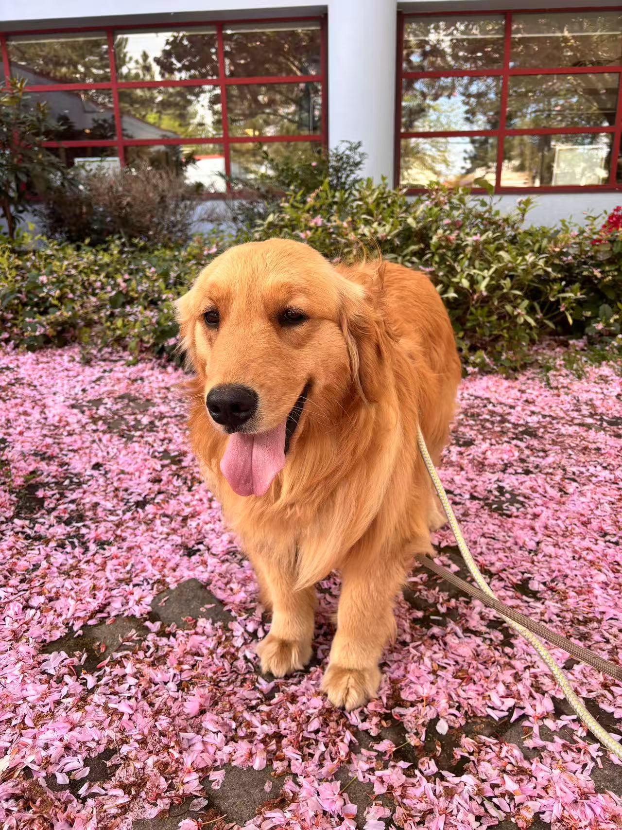 Sheila, a Adopted Golden Retriever in Surrey, BC image 3/6