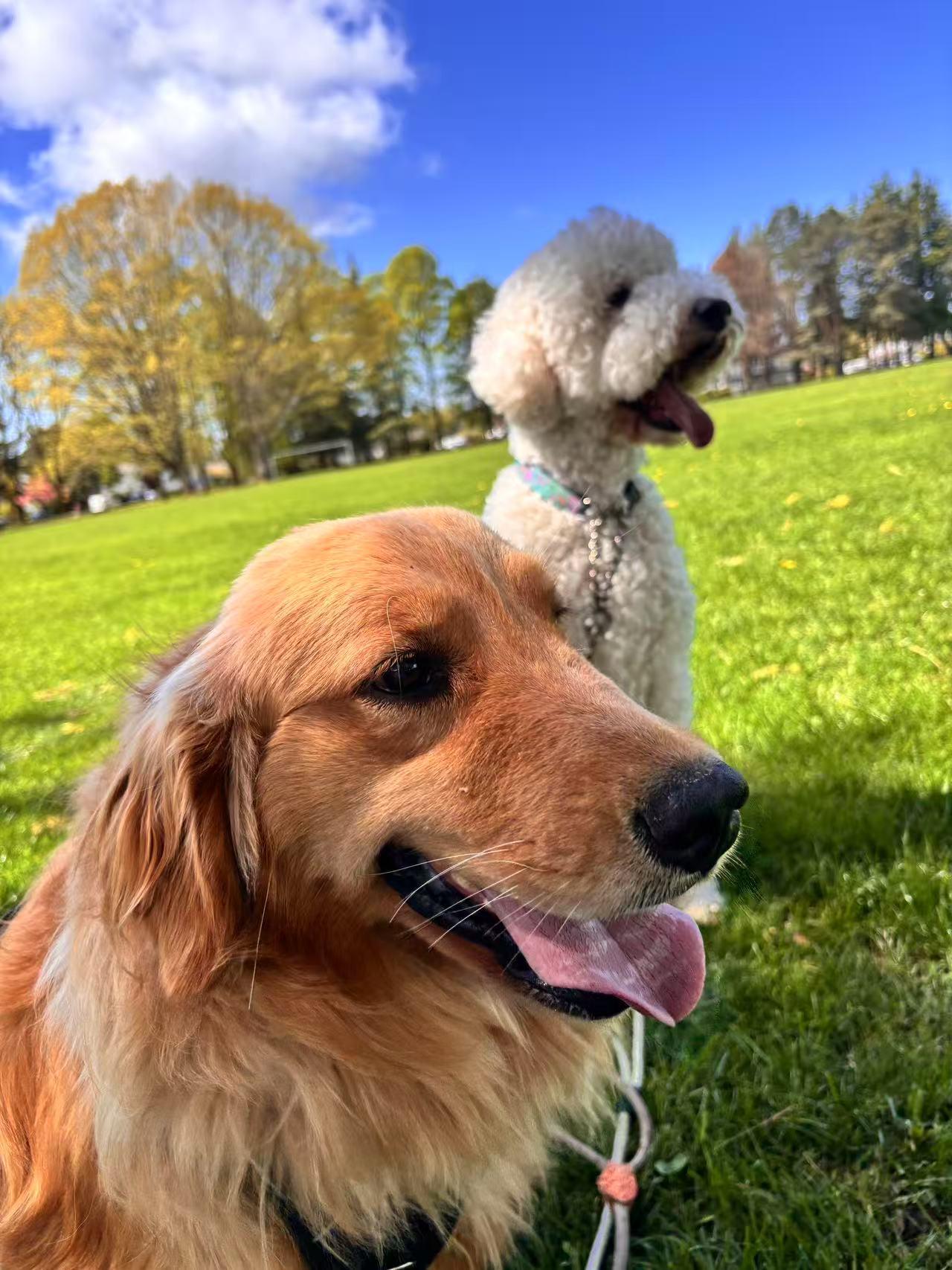 Sheila, a Adopted Golden Retriever in Surrey, BC image 4/6