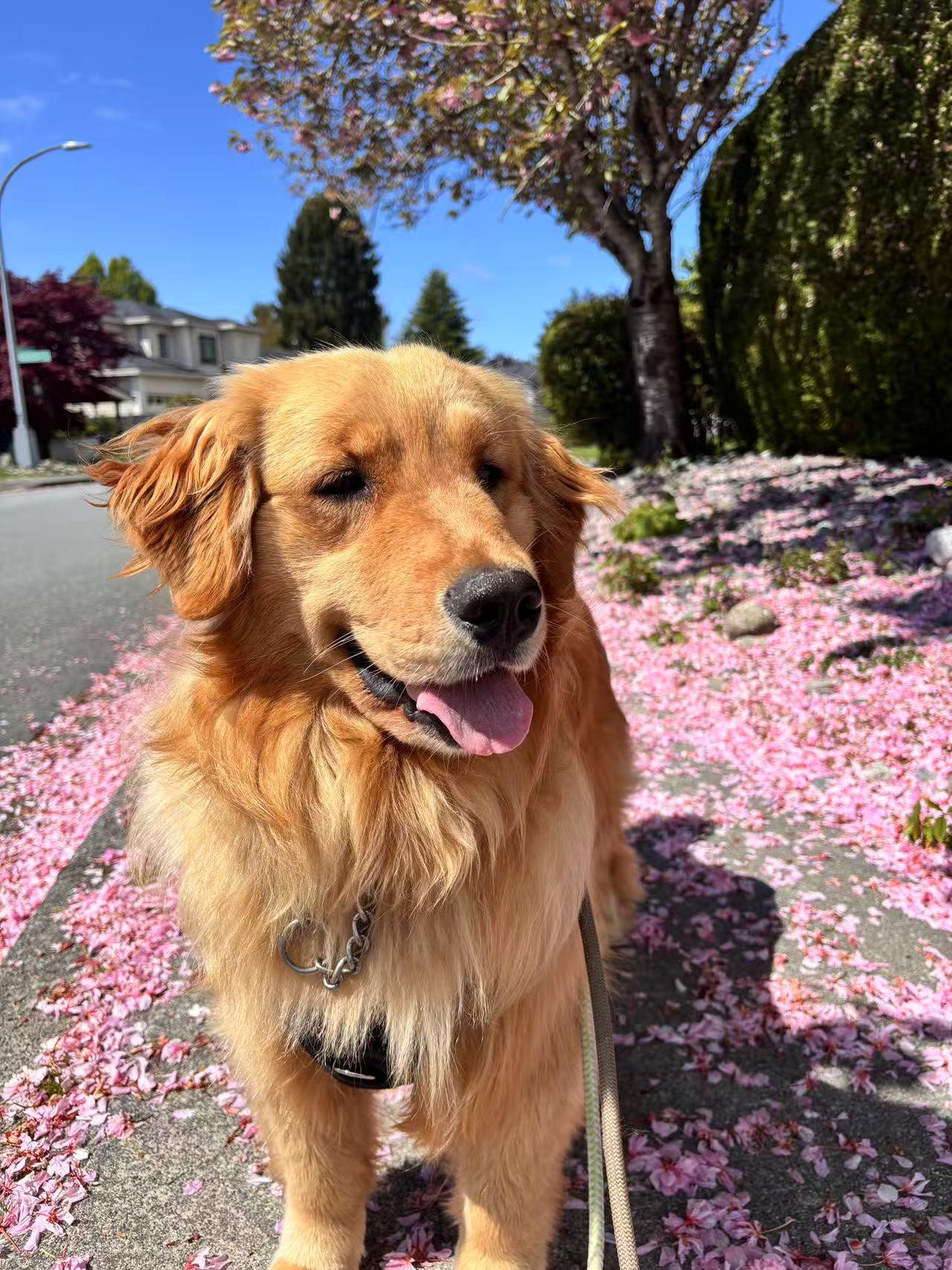 Sheila, a Adopted Golden Retriever in Surrey, BC image 5/6