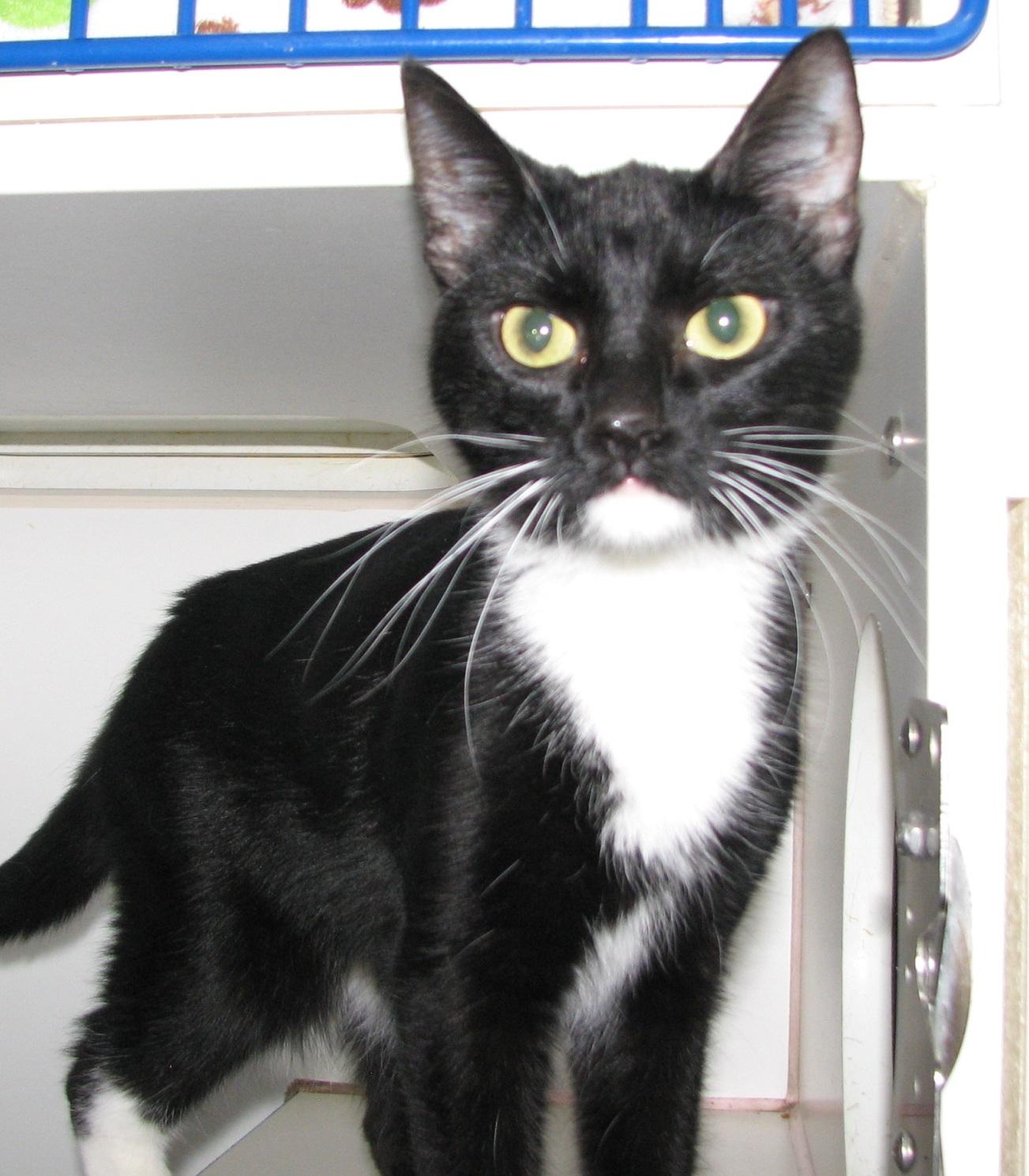 5474 Audrey, an adopted Tuxedo in Lawrenceburg, KY image 2/6