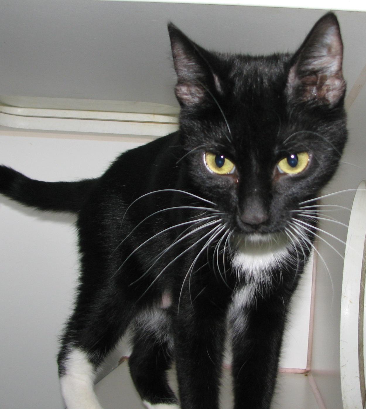 5474 Audrey, an adopted Tuxedo in Lawrenceburg, KY image 4/6