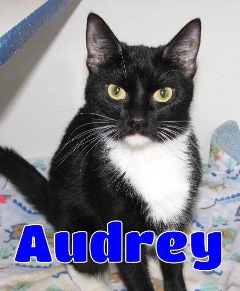 5474 Audrey, an adopted Tuxedo in Lawrenceburg, KY image 1/6