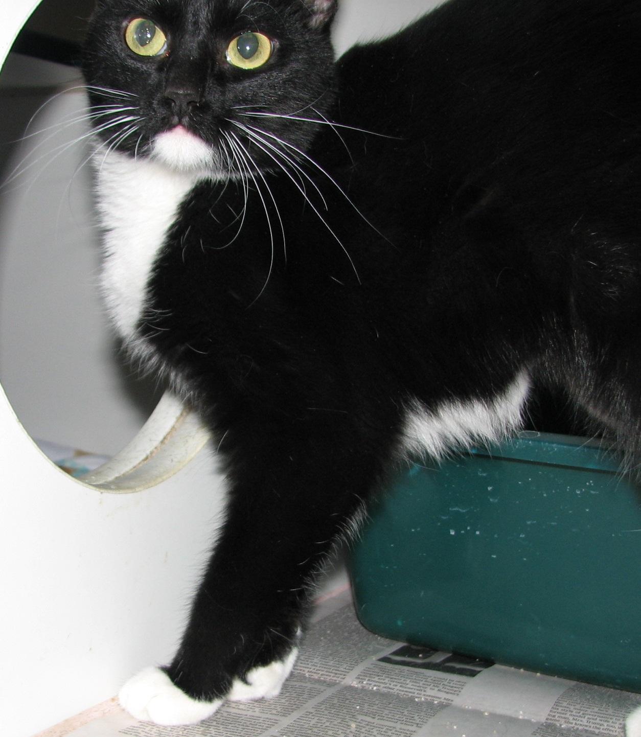 5474 Audrey, an adopted Tuxedo in Lawrenceburg, KY image 6/6