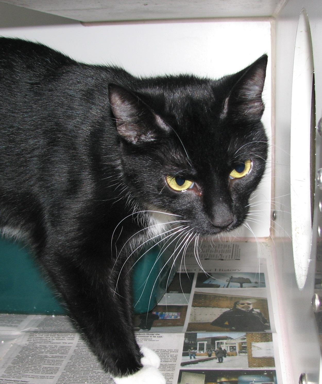 5474 Audrey, an adopted Tuxedo in Lawrenceburg, KY image 5/6