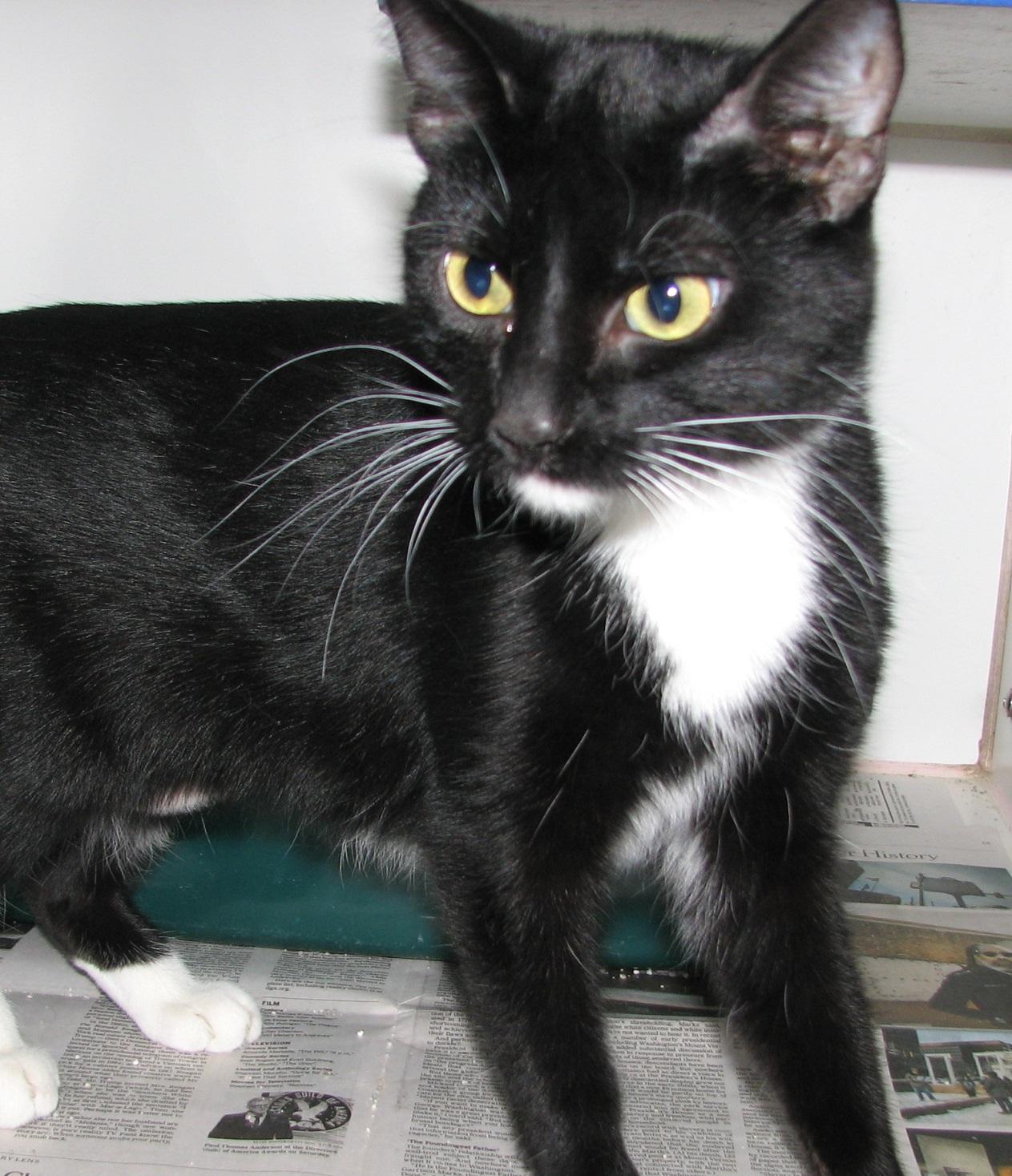 5474 Audrey, an adopted Tuxedo in Lawrenceburg, KY image 3/6