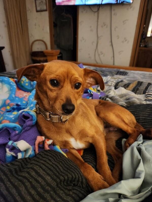 Jordy, Adoptable, Adult Male Chihuahua & Mixed Breed.