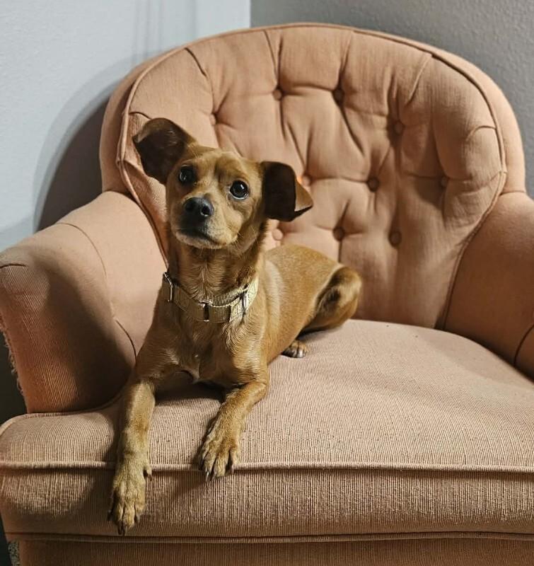 Enlarge Jordy, a Adoptable mixed breed in Alma, WI image 2/6