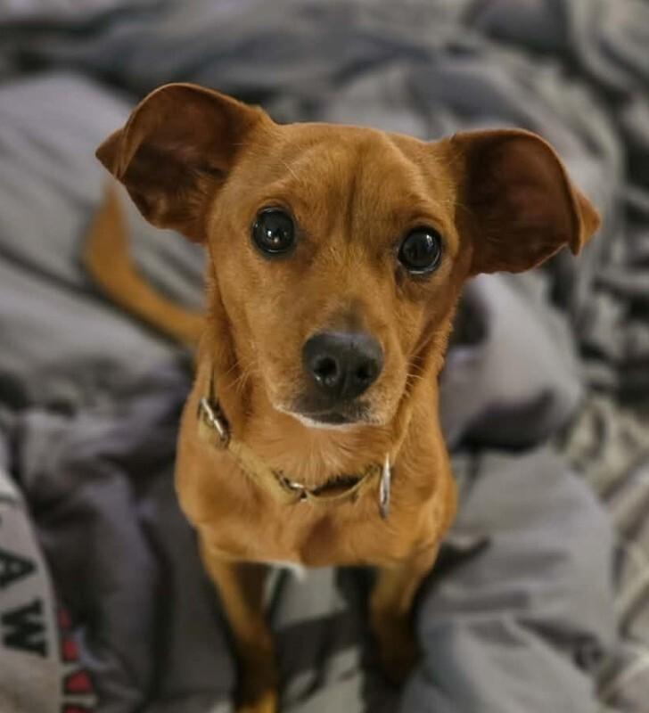 Enlarge Jordy, a Adoptable mixed breed in Alma, WI image 3/6