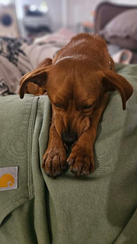 Enlarge Jordy, a Adoptable mixed breed in Alma, WI image 4/6