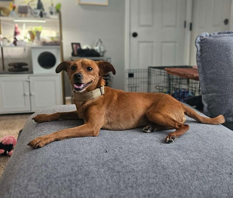 Enlarge Jordy, a Adoptable mixed breed in Alma, WI image 5/6