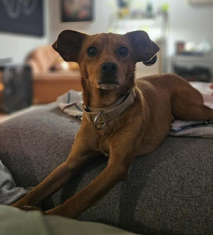 Enlarge Jordy, a Adoptable mixed breed in Alma, WI image 6/6