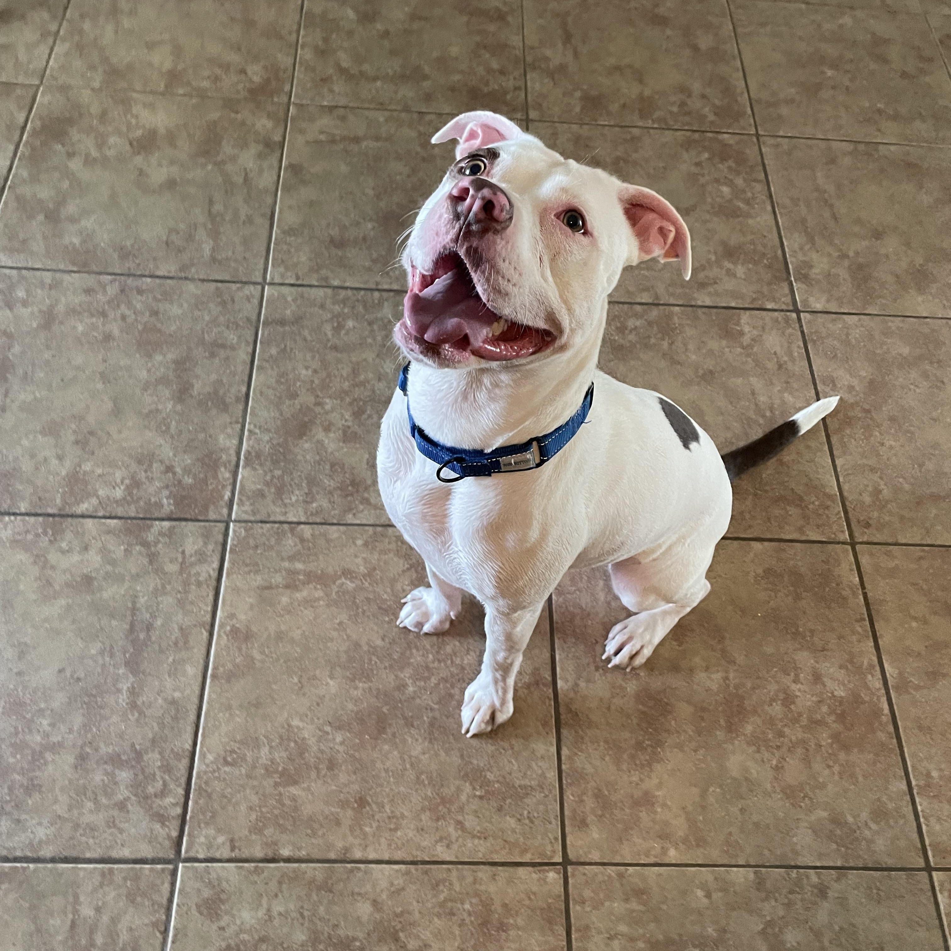 Enlarge Willow, a ADOPTABLE mixed breed in Port Saint Lucie, FL image 4/4