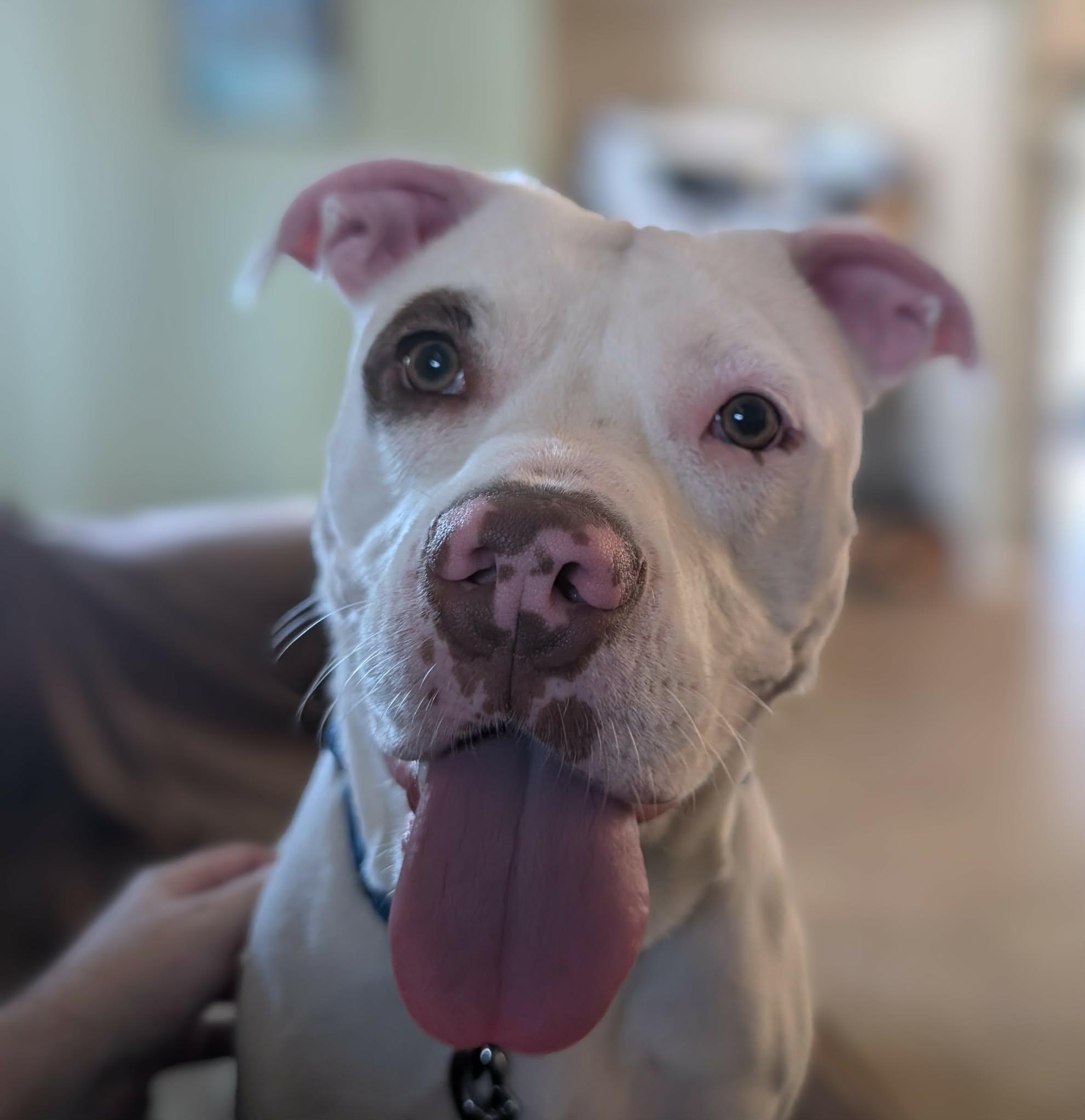 Enlarge Willow, a ADOPTABLE mixed breed in Port Saint Lucie, FL image 1/4