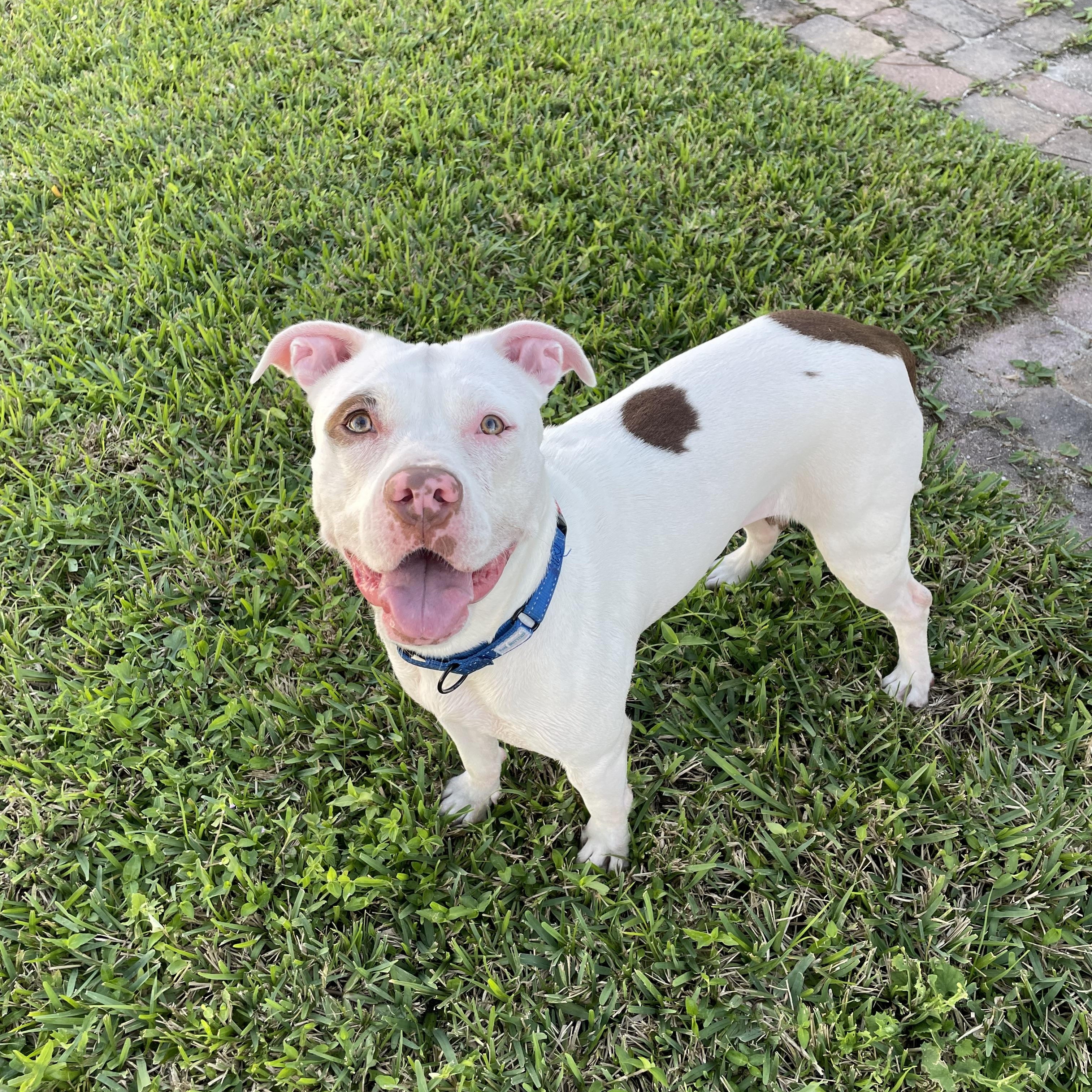 Enlarge Willow, a ADOPTABLE mixed breed in Port Saint Lucie, FL image 3/4