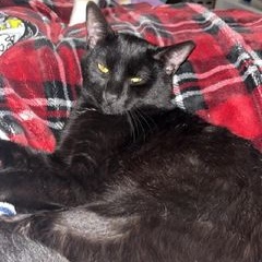 Chandler, Young Male Domestic Short Hair
