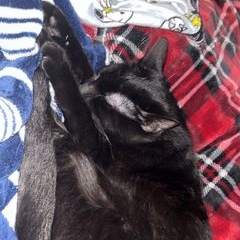 Enlarge Chandler, a Adoptable Domestic Short Hair in Owatonna, MN image 2/2