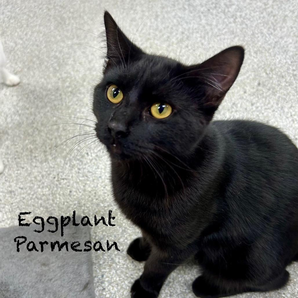 Eggplant Parmesan, Adoptable, Young Male Domestic Short Hair.