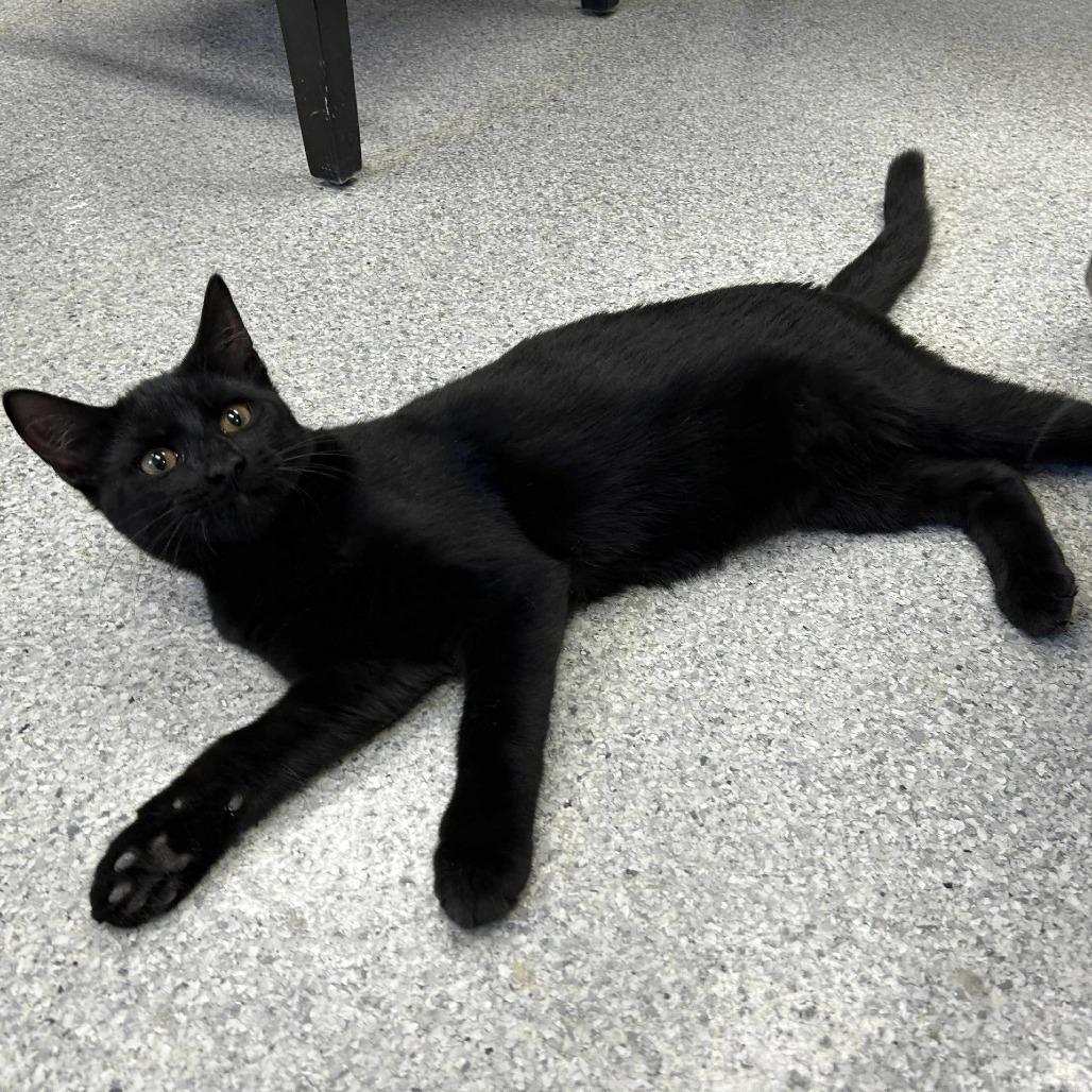 Enlarge Eggplant Parmesan, a Adoptable Domestic Short Hair in Hannibal, MO image 2/2