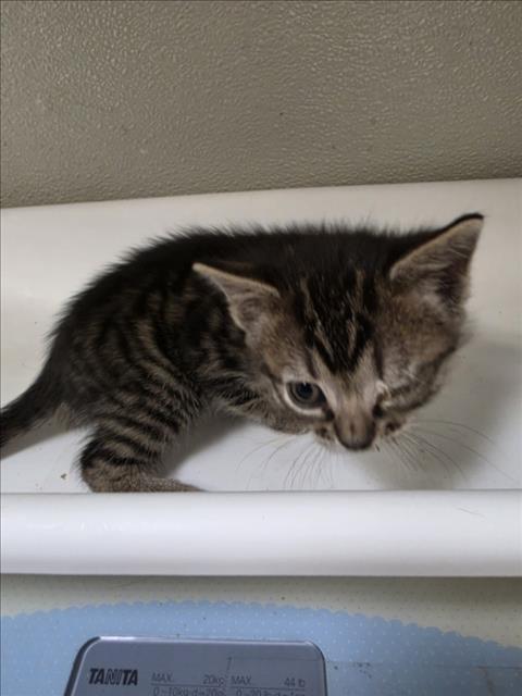 Enlarge TERESITA, a Adoptable Domestic Short Hair in Tracy, CA image 1/1