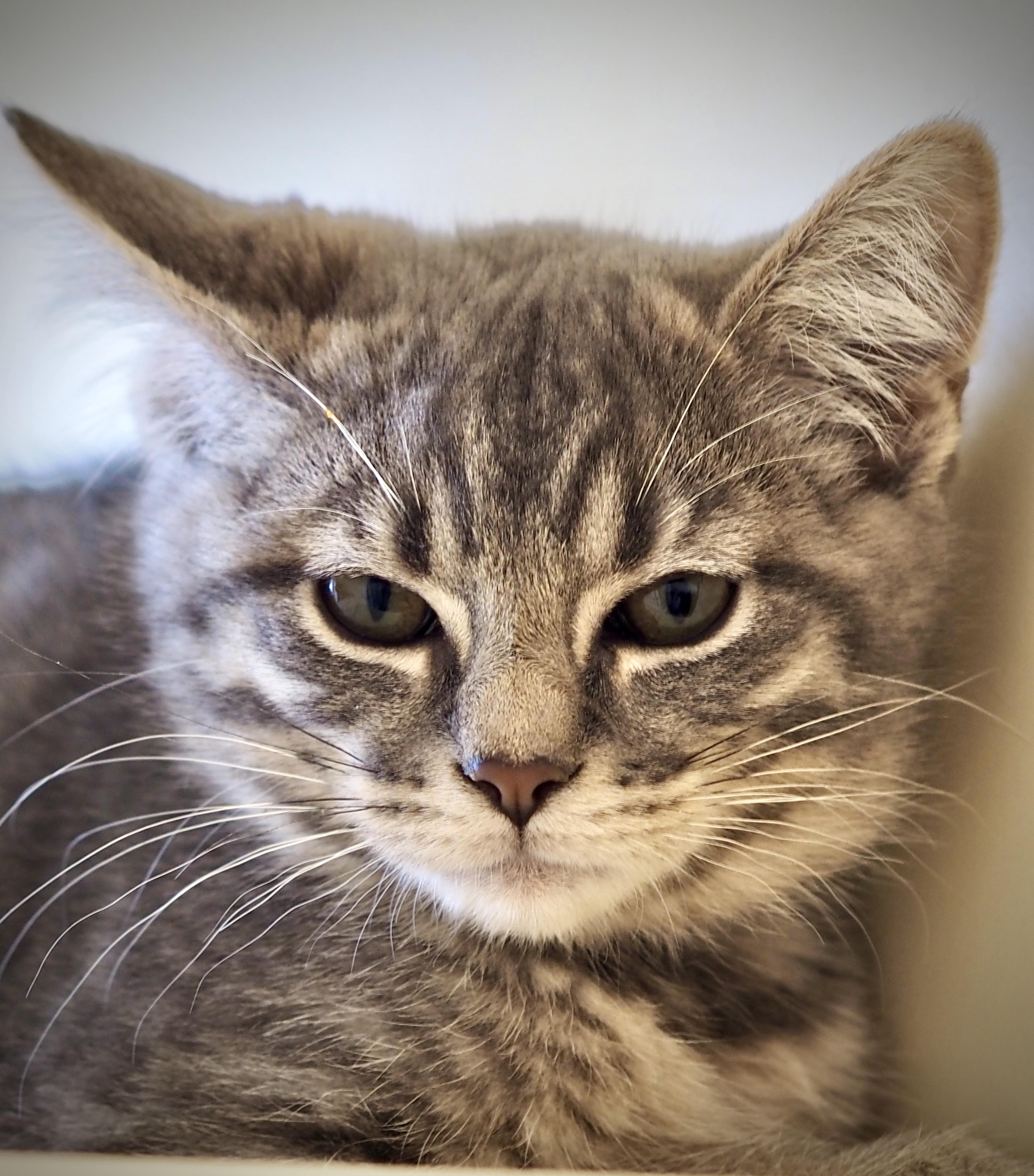 Enlarge Ethan, a ADOPTABLE mixed breed in Buena Vista, CO image 3/3