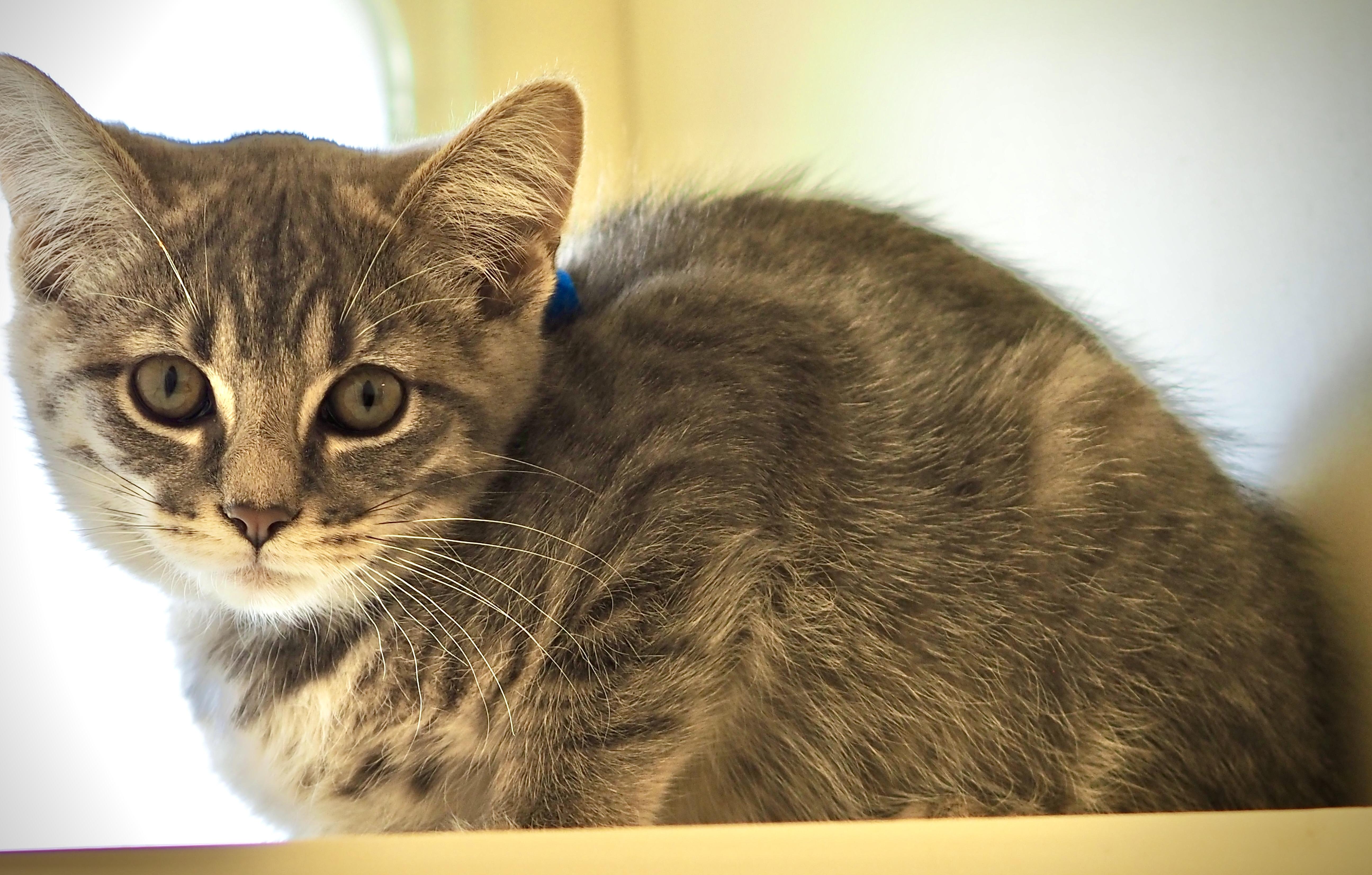 Enlarge Ethan, a ADOPTABLE mixed breed in Buena Vista, CO image 2/3