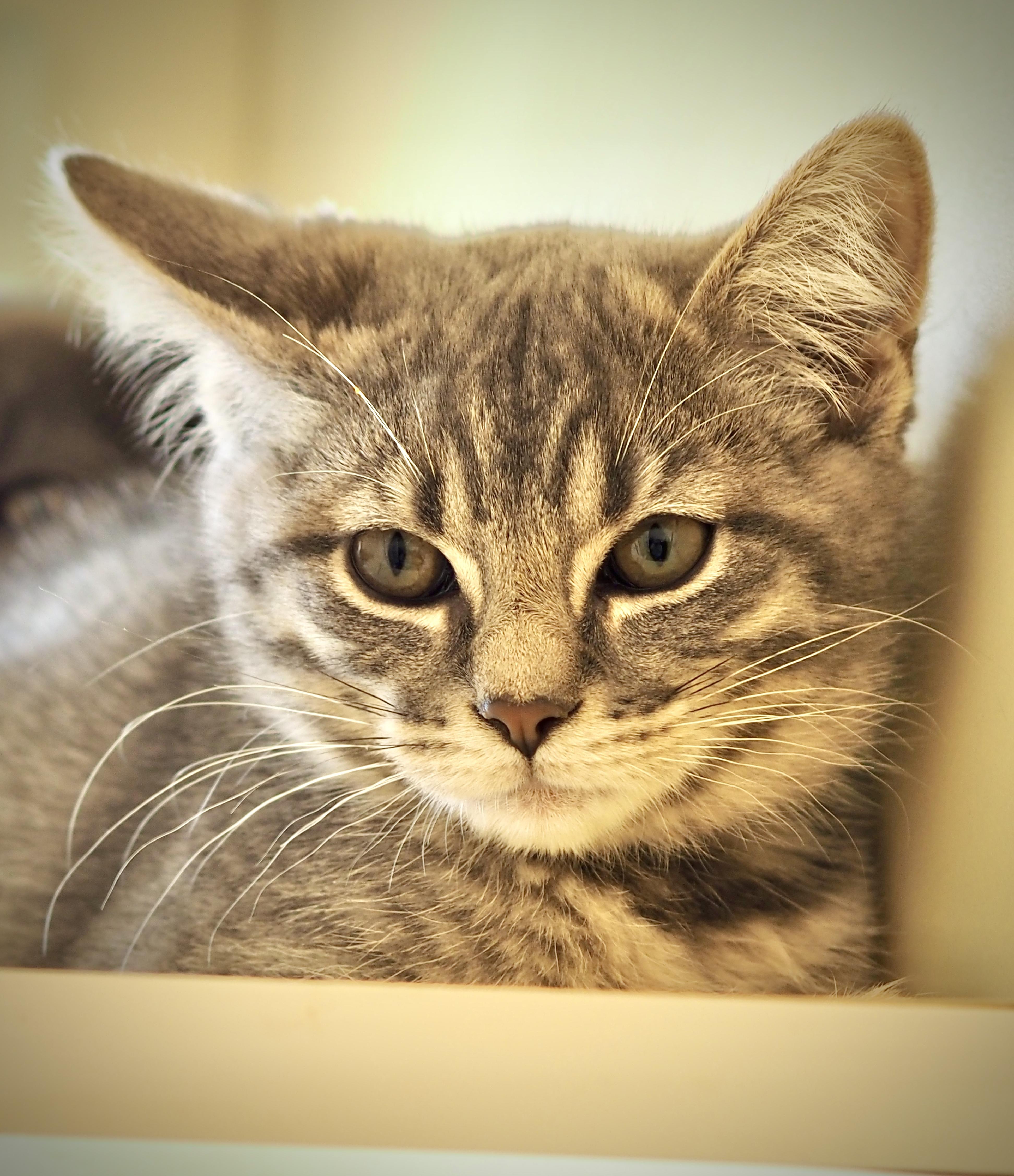 Ethan, ADOPTABLE, Kitten Male Domestic Short Hair.
