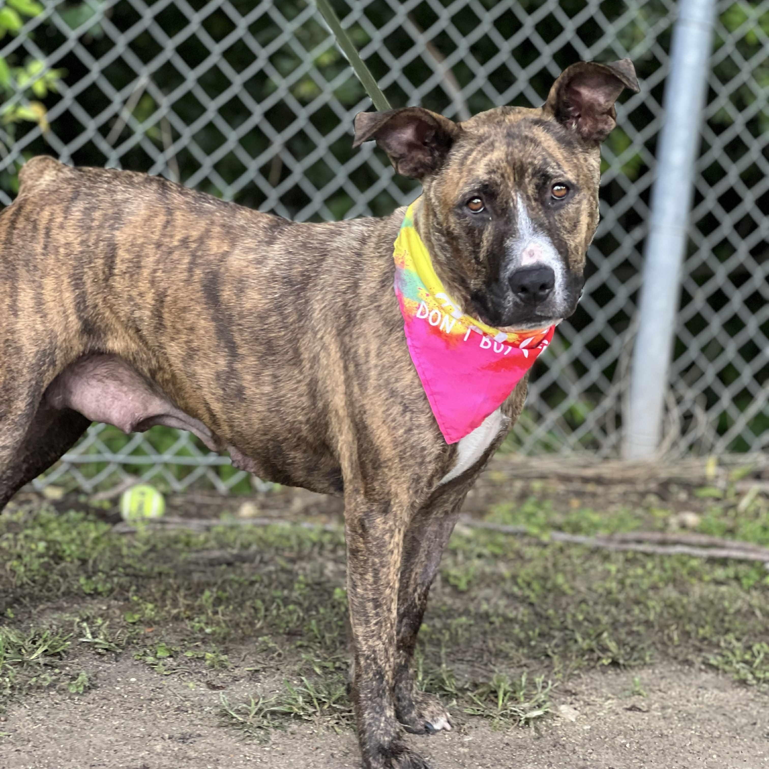 Lady, a Adoptable mixed breed in Madisonville, TX image 1/5