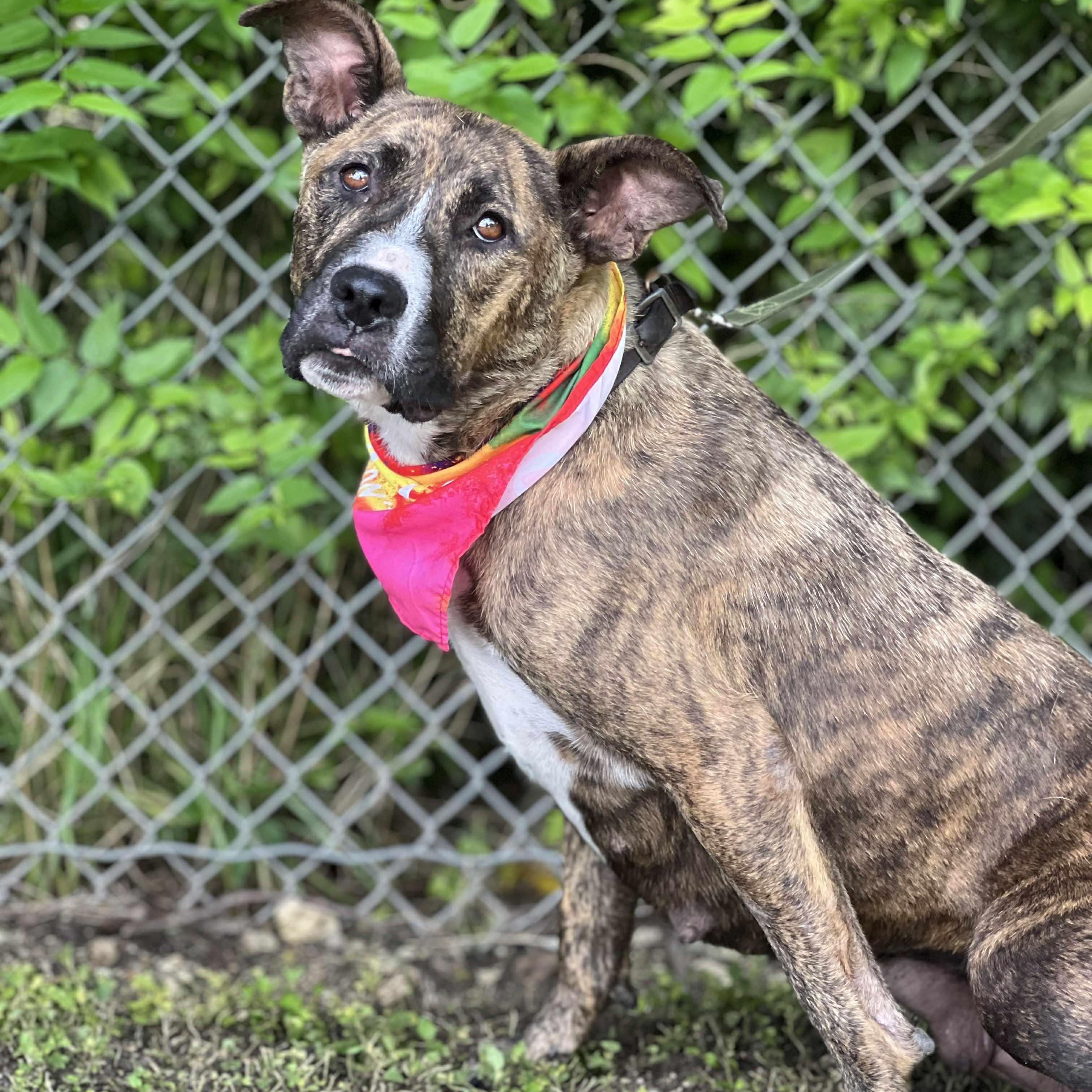 Lady, a Adoptable mixed breed in Madisonville, TX image 2/5