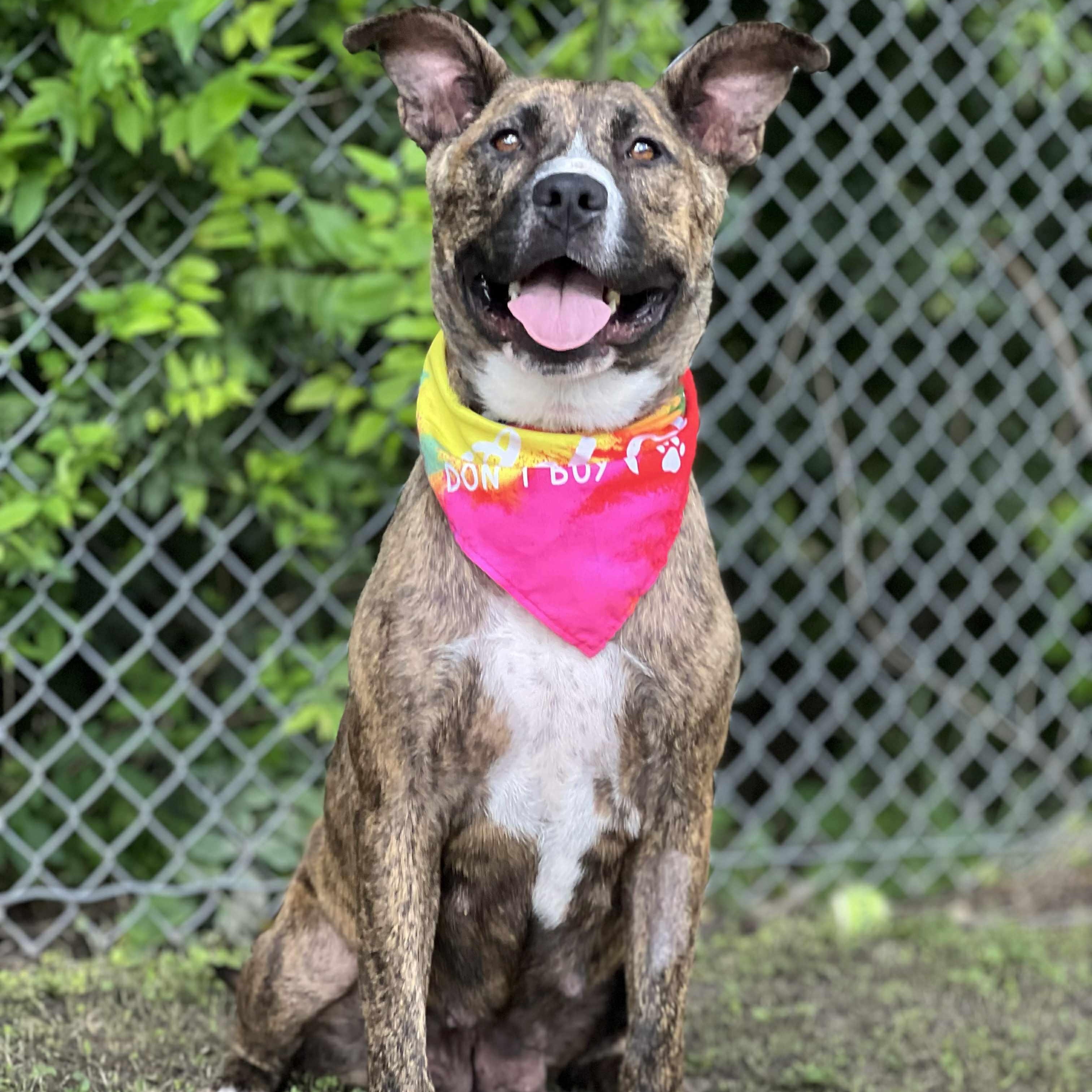 Lady, a Adoptable mixed breed in Madisonville, TX image 3/5