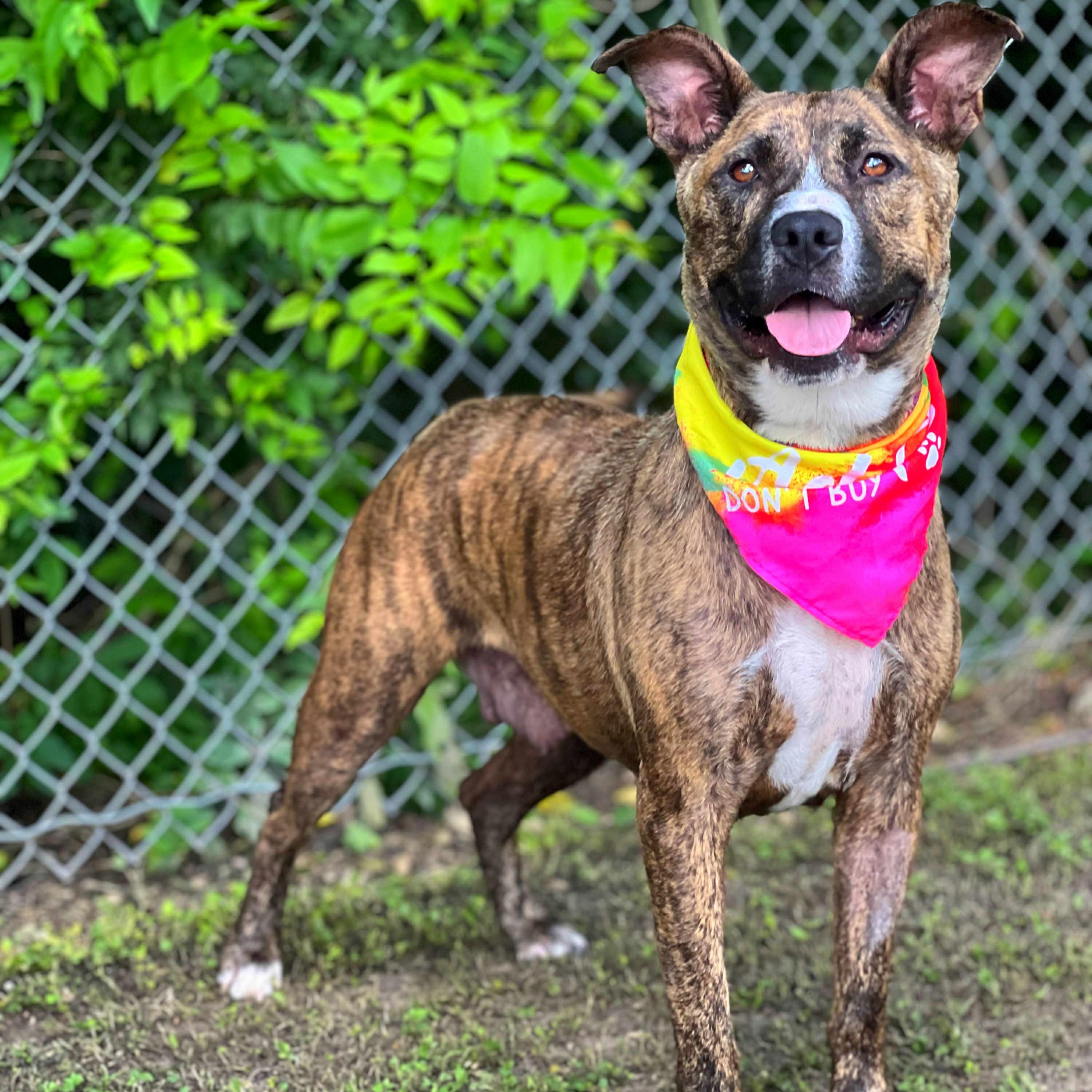 Lady, Young Female Boxer