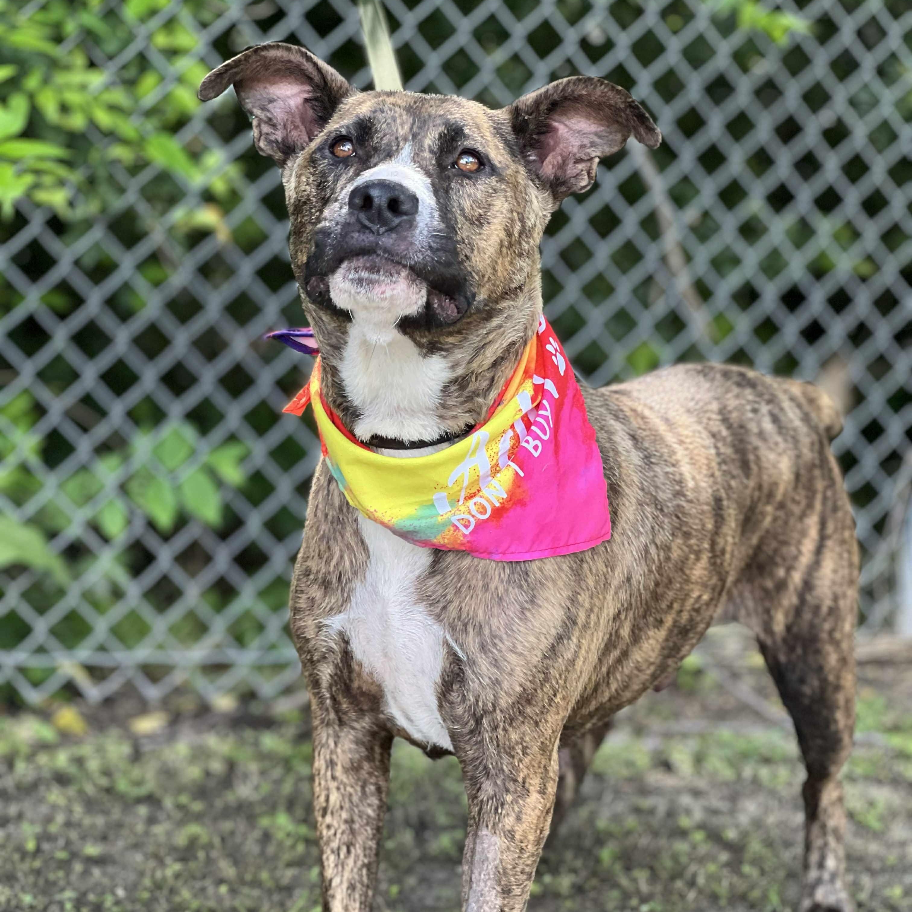 Lady, a Adoptable mixed breed in Madisonville, TX image 5/5