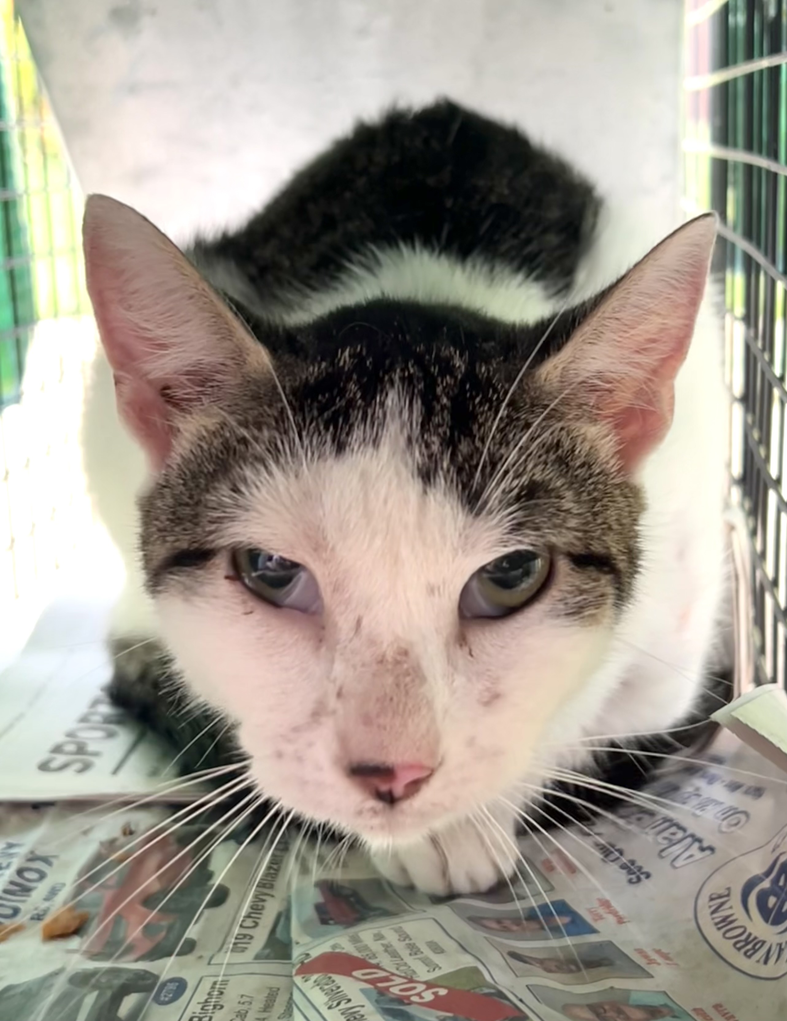 Enlarge Serenity, a Adoptable Domestic Short Hair in Belvidere, IL image 3/3