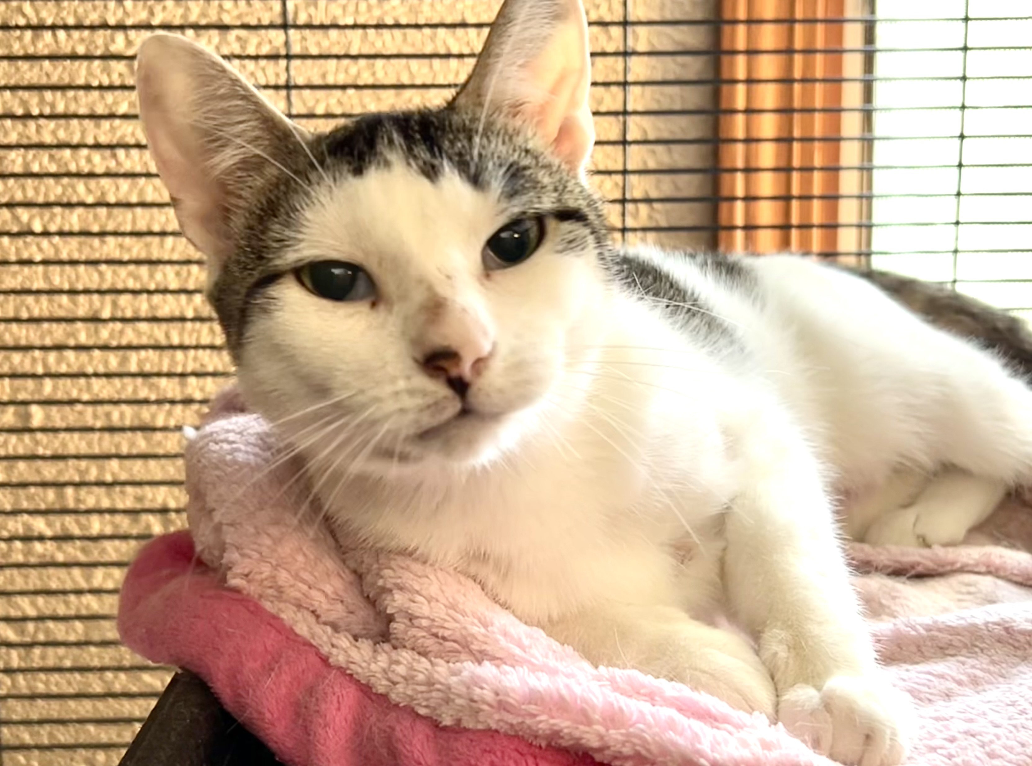 Enlarge Serenity, a Adoptable Domestic Short Hair in Belvidere, IL image 1/3